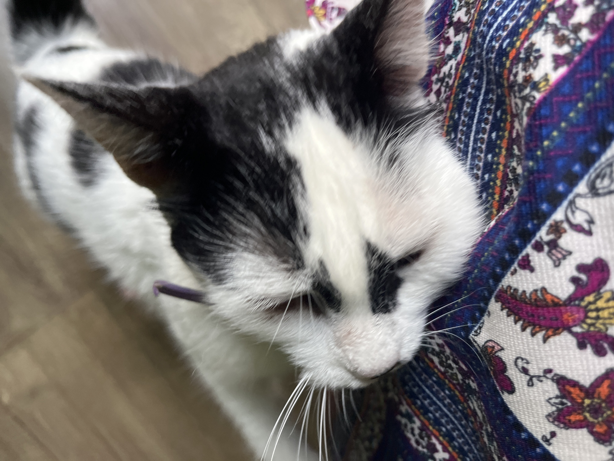 A black and white cat with a pink tongue protruding is lying on a wooden floor, partially on a patterned fabric. The fabric has a white base with colorful paisley-like designs in shades of blue, purple, orange, and yellow. The cat's fur is predominantly white with black patches, particularly on its head and back. The cat's whiskers are long and white. The scene appears to be indoors. The location in the city of Ureki, Georgia is not specified in the image or its crops.