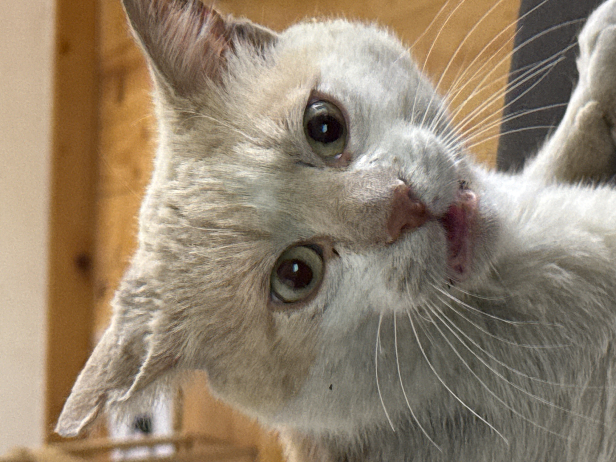 The image shows a close-up of a light-colored cat with its mouth slightly open, appearing to be speaking or meowing. The cat has green eyes and prominent white whiskers. The background is blurred, showing wooden surfaces and a hint of a darker surface, possibly furniture. There is no indication of a specific location in the city of Sofia, Bulgaria, or any other environmental context beyond the immediate surroundings of the cat. The description is purely visual and objective.