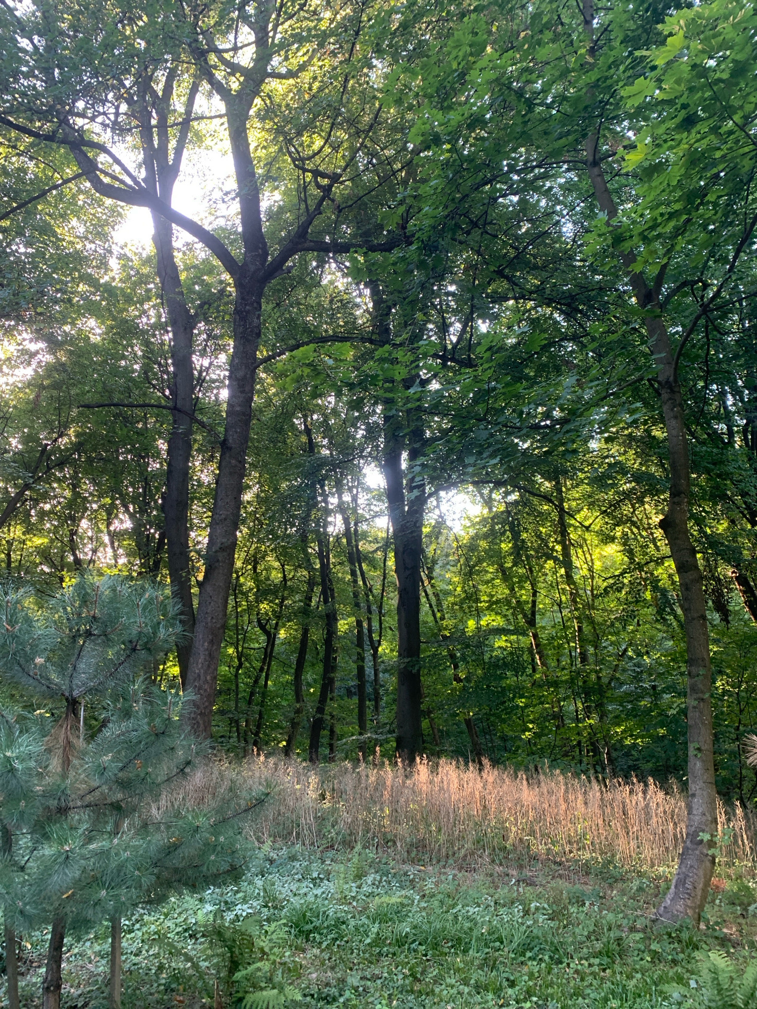 The image depicts a lush, sun-dappled forest floor in Lviv, Ukraine. The scene is dominated by tall trees with dense green foliage, allowing shafts of sunlight to pierce through the canopy, illuminating patches of the undergrowth. In the foreground, a young pine tree with its distinctive needles stands to the left, contrasting with the broader leaves of the deciduous trees. The middle ground features a dense growth of dry, golden grasses, catching the sunlight and creating a warm, luminous band. The ground is covered in a carpet of green ivy and ferns. The overall impression is one of a serene and vibrant natural environment within the city limits of Lviv.