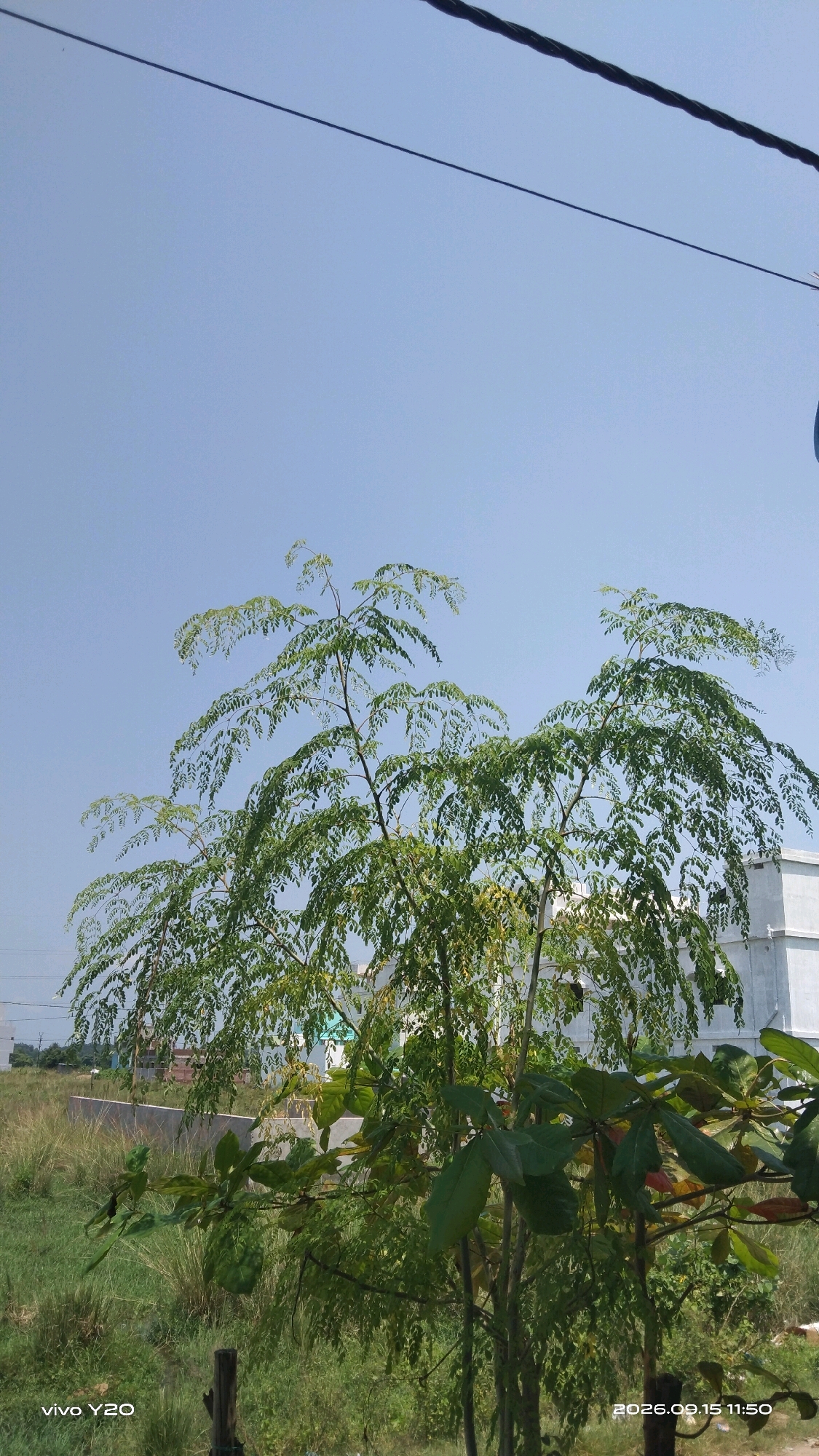 The image shows a clear, bright blue sky with a power line crossing from the top left to the top right corner. In the foreground, a tree with delicate green leaves droops gracefully, its branches spread wide. Behind the tree, a white building with rectangular windows is visible. The ground is covered with dry grass and some greener vegetation. The timestamp "2026.09.15 11:50" and "vivo Y20" are visible in the bottom right and bottom left corners, respectively. The scene appears to be outdoors in a semi-rural or suburban area, possibly in Brahmapur, India, given the context of the prompt. There are no people or animals visible in the image.