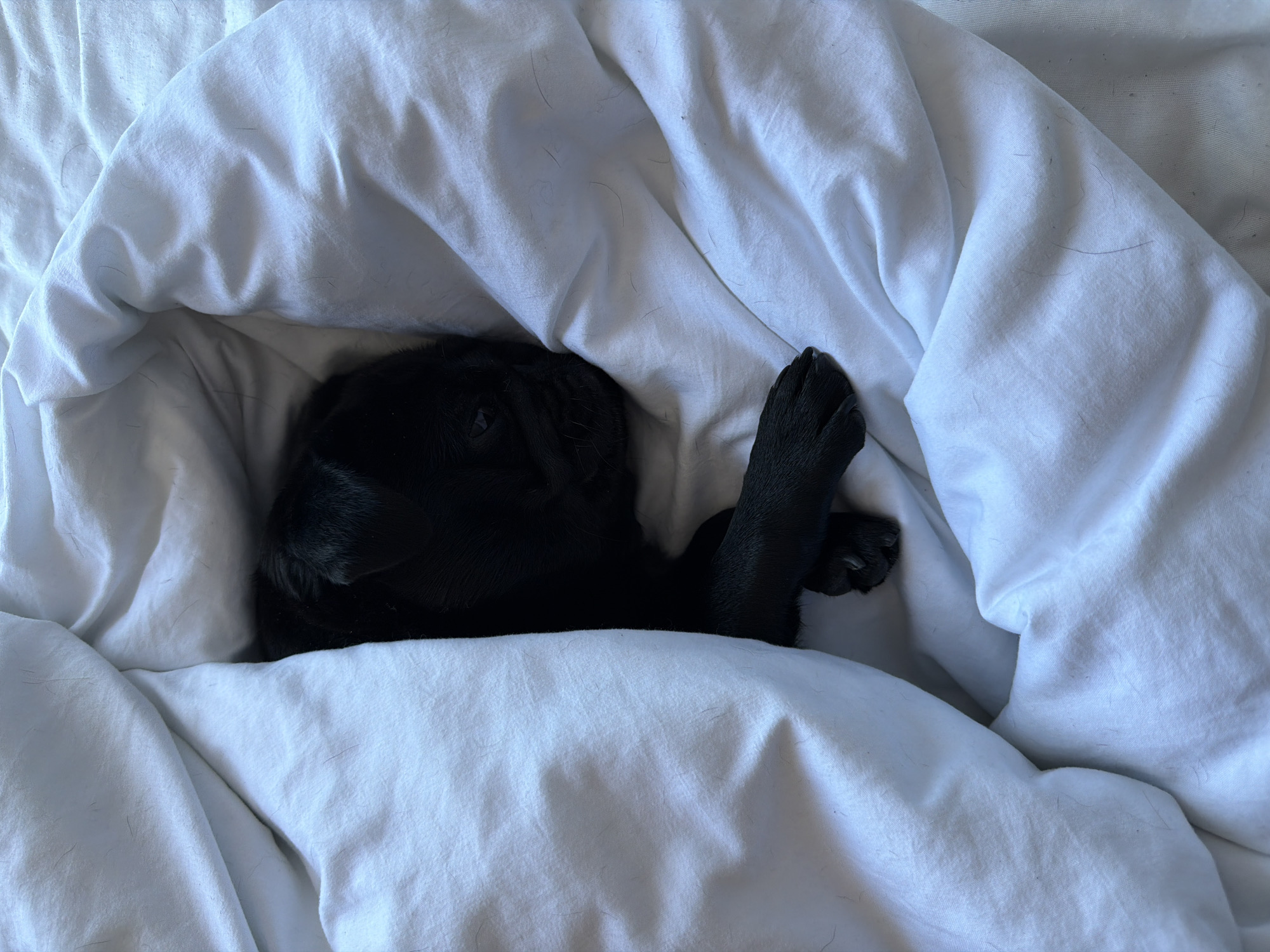 A black dog is sleeping under a white duvet on a bed. The dog is curled up with its head tucked in and one paw resting on top of the duvet. The duvet is slightly rumpled, suggesting the dog has been sleeping for a while. The scene is brightly lit, indicating it is daytime, and the location is likely indoors, given the presence of a bed and duvet. The overall mood is peaceful and cozy. There is no visible text in the image.