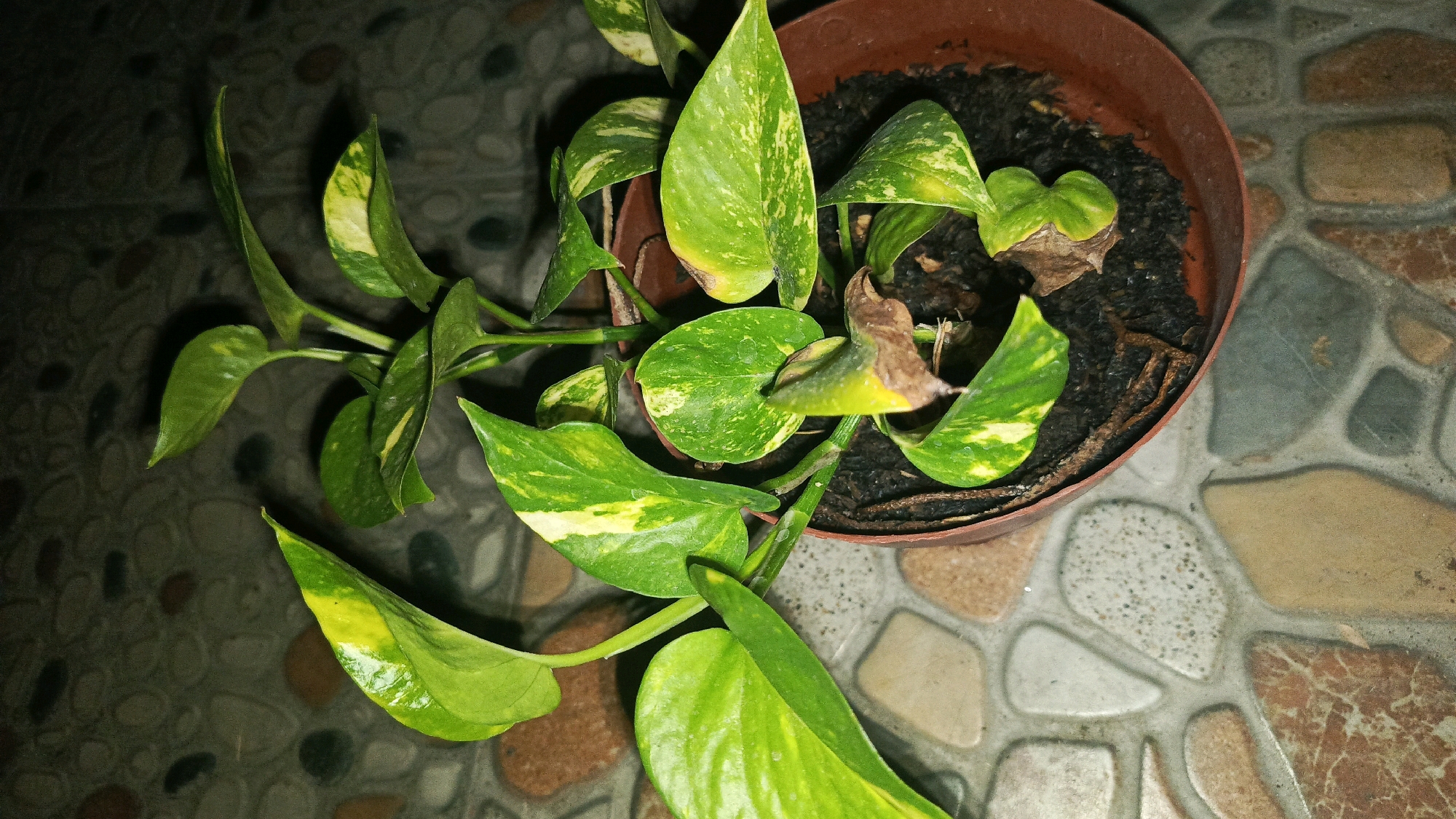 A potted Devil's Ivy plant, exhibiting some browning and yellowing on its leaves, sits on a tiled floor. The plant is in a brown plastic pot filled with dark soil. The tiles are irregularly shaped and multicolored, with shades of beige, gray, brown, and white. The lighting is dim, casting shadows. The location is Babadan, Indonesia.