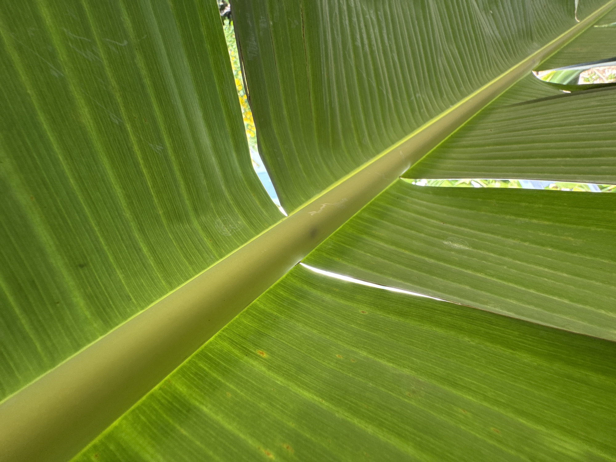 This is a close-up, low-angle shot of a bright green banana leaf, seen from underneath. A thick, pale green stem or vein runs diagonally across the frame, from the lower left to the upper right, creating a strong visual line. The leaf is veined with numerous parallel lines, characteristic of banana leaves. Light shines through the leaf, highlighting its texture and translucency. In the background, through gaps in the leaves, glimpses of a blue sky and yellow flowers can be seen, suggesting an outdoor environment. There are a few light-colored scuff marks or scratches on the surface of the leaf. The scene appears to be in Ko Samui District, Thailand, indicated by the lush tropical foliage. There are no people or specific actions depicted.