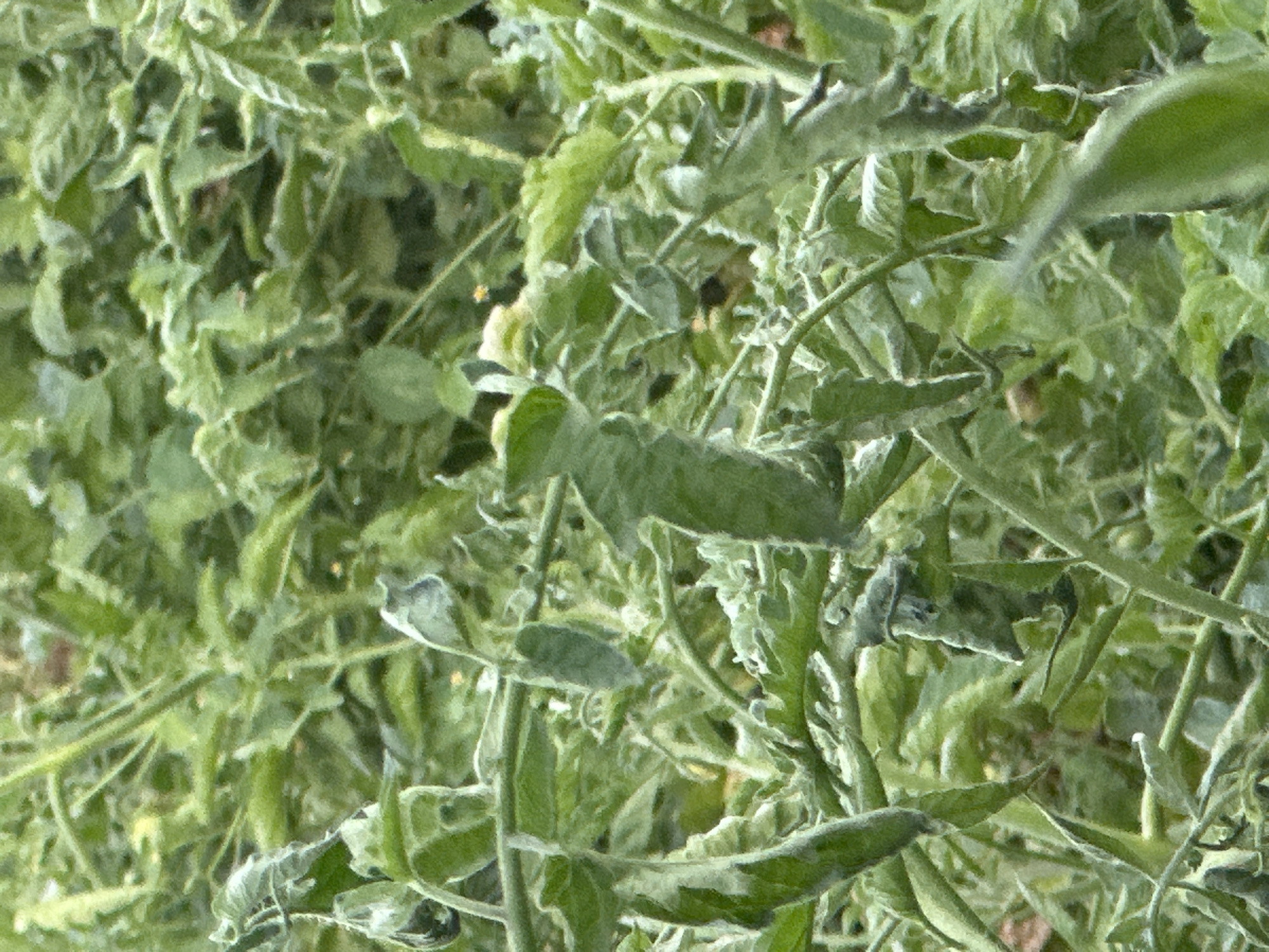 The image depicts a close-up view of tomato plants in an outdoor setting. The plants are lush green, with many leaves and stems visible. Some of the leaves appear slightly wilted or curled, suggesting potential environmental stress such as heat or lack of water. The overall impression is one of dense foliage. The image does not provide any specific geographical indicators to determine its location within the city of Tobyl, Kazakhstan.