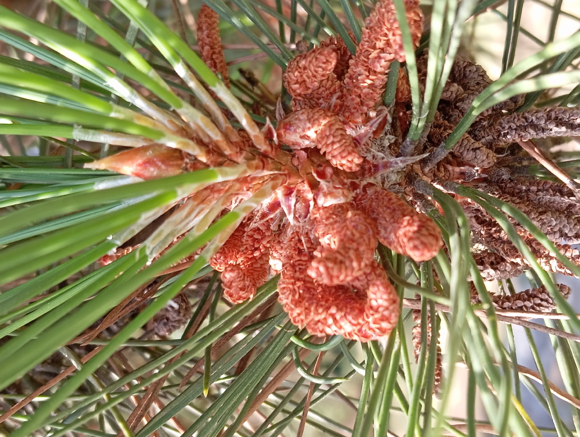 This is a close-up, high-angle, natural light photograph of a pine tree's reproductive structures. The main subject is a cluster of developing male pine cones, characterized by their small, numerous, reddish-brown, scale-like segments arranged in dense clusters. These are attached to a central woody stem. Surrounding the cones are the long, green, needle-like leaves of the pine tree, some of which show a waxy white coating near their bases. In the background, out of focus, are more pine needles and possibly older, dried pine cones or branches. The image appears to have been taken outdoors, given the natural lighting and the subject matter. There are no people, animals, or man-made structures visible in the frame, suggesting a natural or park-like setting within the city of Nitra, Slovakia, likely in a park, forest area, or a garden with mature pine trees.