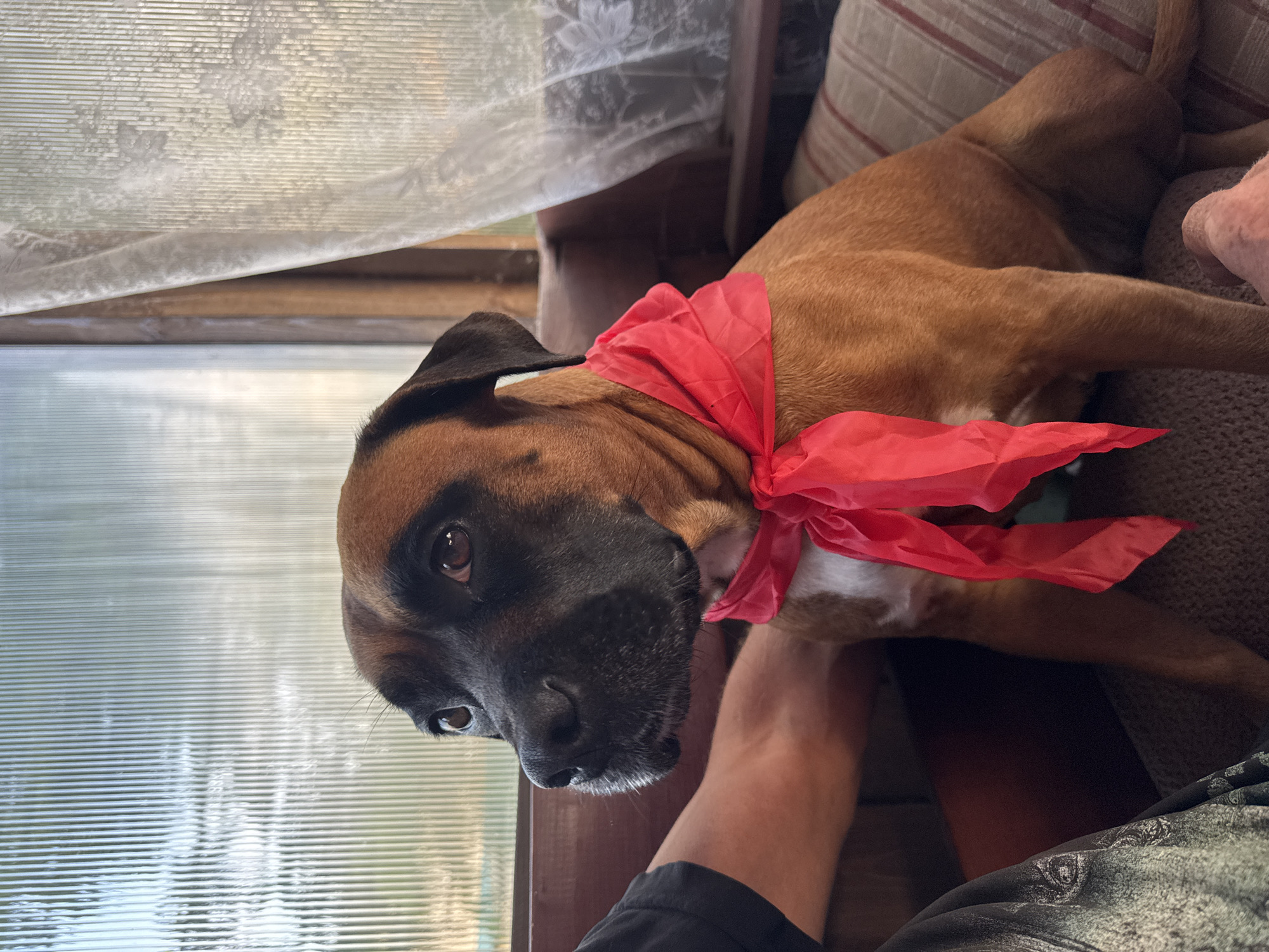 A medium shot shows a brown boxer dog wearing a red bandana around its neck. The dog is sitting on a textured cushion next to a person's arm, which is resting on a wooden surface. The dog is looking to its left, with a slightly curious expression. Behind the dog and person, there is a window with translucent, ribbed glass, possibly part of a greenhouse or sunroom, with a white sheer curtain drawn to the right. The background suggests an indoor or semi-outdoor setting, possibly a dacha or a home with a sunroom, which is common in areas like Chaikovsky, Russia. The lighting appears to be natural, coming from the window.