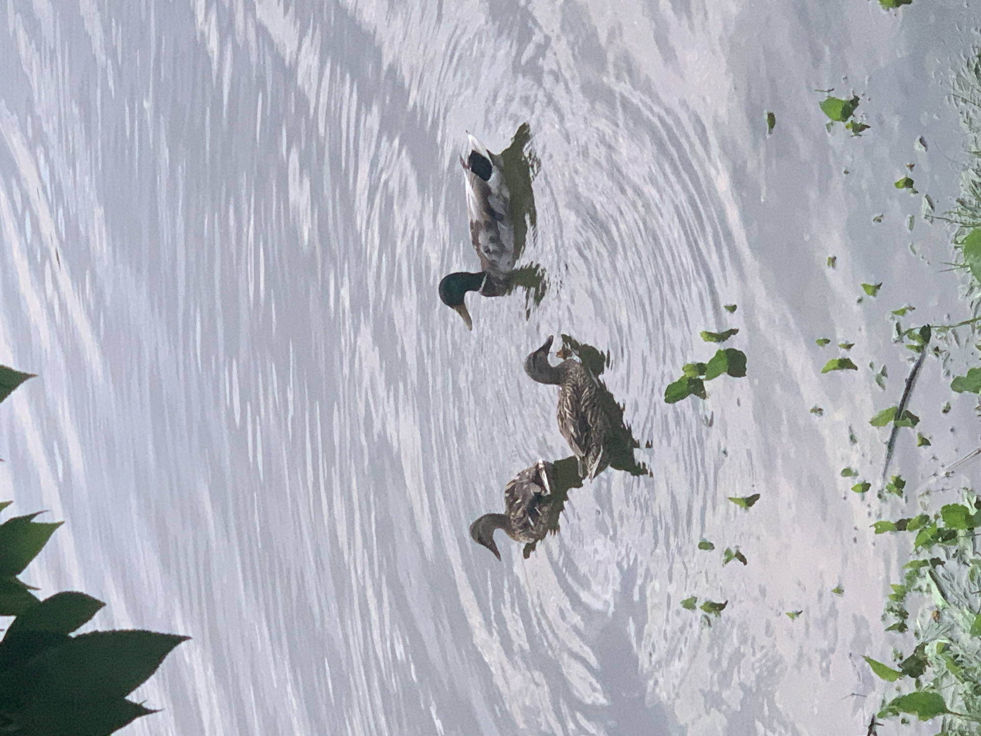 Three ducks are swimming in a body of water. One duck has its head submerged. Leaves are floating in the water near the edge of the pond, where more greenery exists.