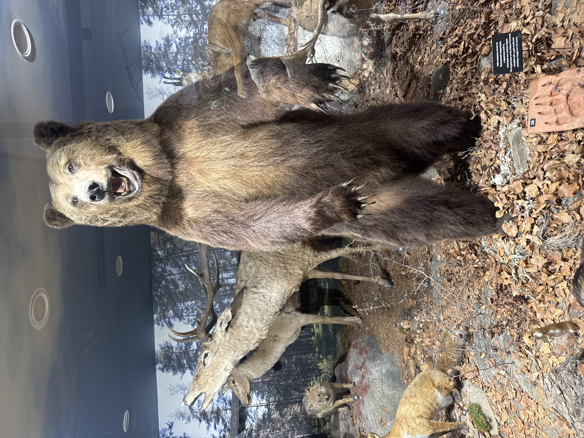 This photograph shows a taxidermied display of several animals within a glass-fronted exhibit. The animals, which include a brown bear, deer, fox, and possibly a wolf, are positioned amidst artificial foliage and backdrop simulating a forest environment. A descriptive placard is visible in the upper right corner. The image was taken within a museum or exhibition space. This specific taxidermied exhibit is located in the Plovdiv Museum of Natural History in Bulgaria.