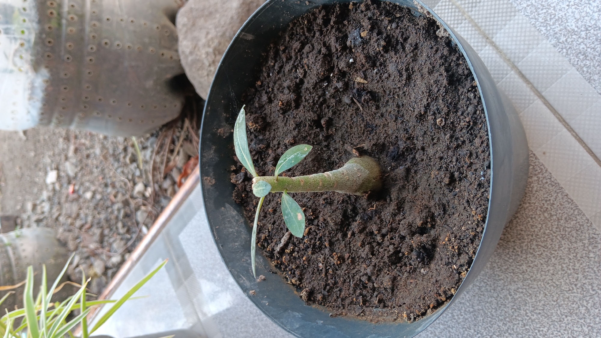 The image shows a young Adenium plant in a dark gray pot filled with dark soil. The plant has a thick, bulbous base that tapers into a green stem with several small, light green leaves. The pot is placed on a textured, light-colored surface that appears to be a tiled patio. In the background, there are blurred out objects, including what looks like a large plastic bottle planter and a rock. The overall setting suggests an outdoor garden or patio area.