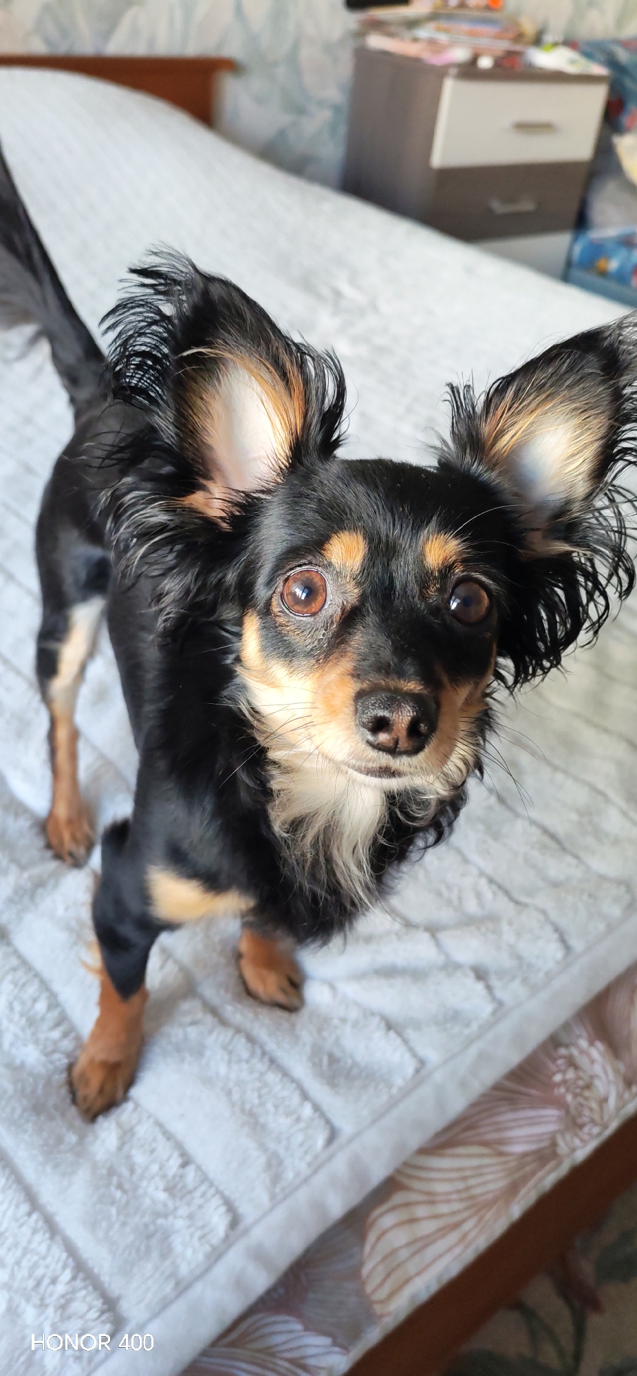 A small, black-and-tan Russian Toy Terrier stands on a white, textured blanket in what appears to be an indoor setting. The dog is facing the camera with its head tilted slightly upwards, its large, upright ears prominent. The dog has brown eyes and a white patch of fur on its chest. The background includes a light-colored wall with a floral pattern and a bedside table. The scene is taken in Noviy, Russia. The dog's upright posture suggests alertness and curiosity.