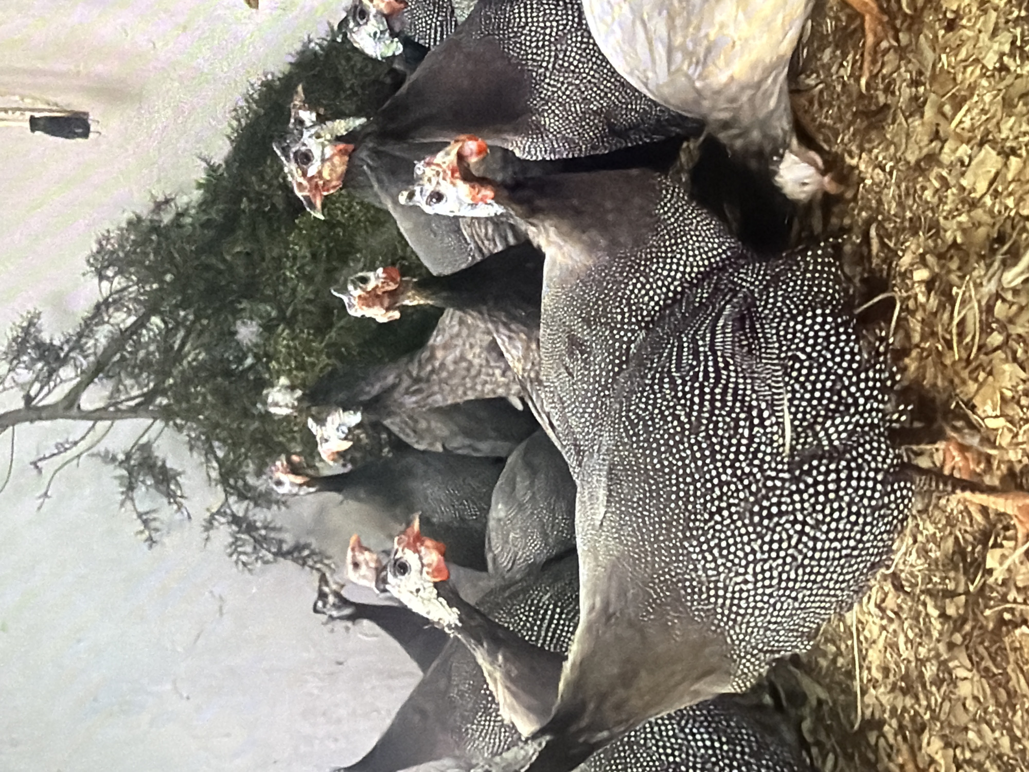 A flock of helmeted guinea fowl huddle together in a pen. The birds are dark gray with white spots, and have red and blue wattles on their faces. They are standing on a bed of wood chips, and there is a large green shrub behind them. The scene is lit by artificial light. The image is part of a collection of images of livestock in Bukuru, Nigeria.