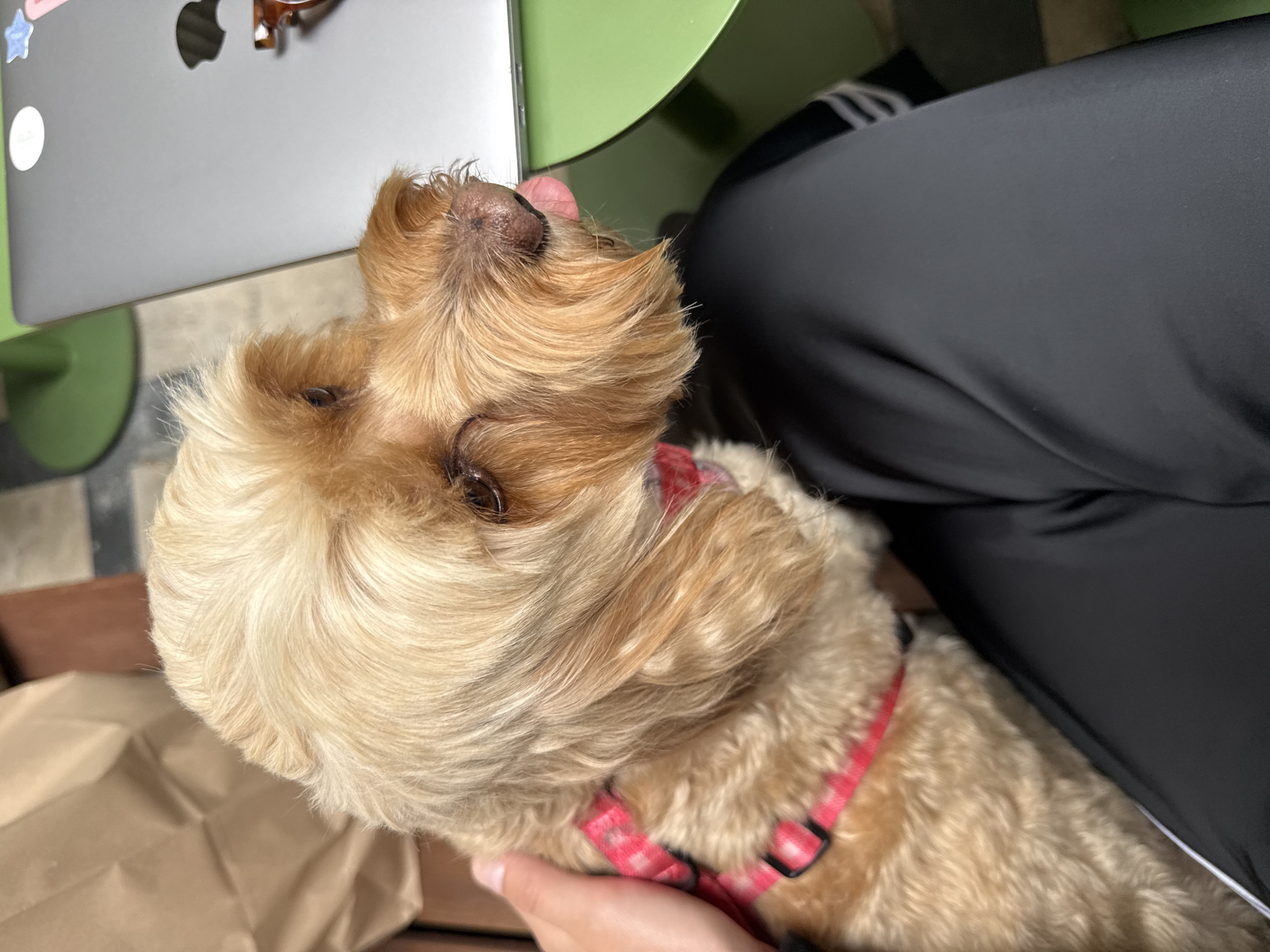 A small, light-brown dog with a pink collar is seated next to a person wearing black athletic pants. The dog's tongue is slightly protruding. The scene appears to be at an outdoor cafe, with a green table visible, next to a laptop. The location is suspected to be Belgrade, Serbia, based on the green table being a feature of outdoor cafes.