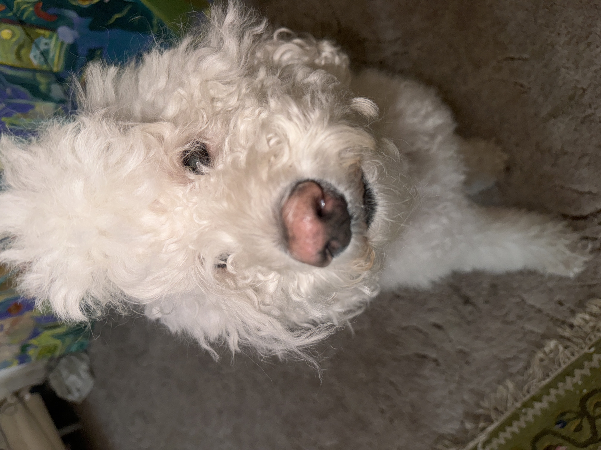 A close-up, high-angle shot shows a small, white dog with curly fur. The dog's nose is pink, and its eyes are visible amidst the fur. The dog is sitting on a carpet with a decorative edge. A colorful object, possibly a blanket or a piece of furniture, is in the background. The location in Krasnoyarsk, Russia, cannot be determined from the provided image.