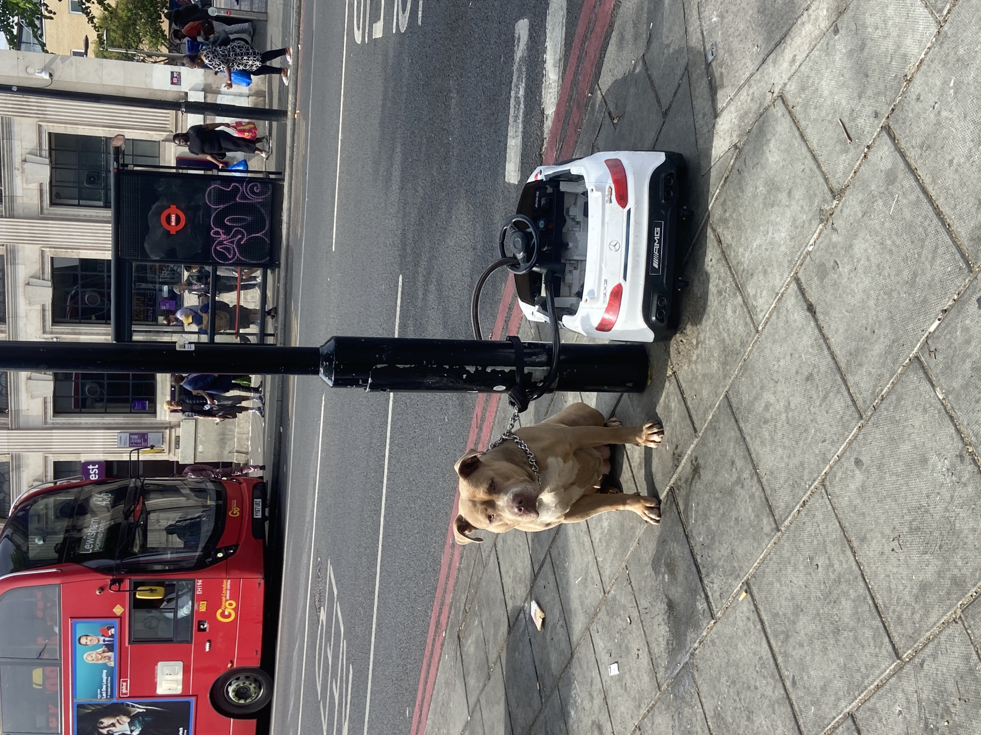 The image depicts a street scene in London, United Kingdom. A medium-sized, tan-colored dog is leashed to a black metal lamppost on a sidewalk paved with large, square gray stones. Adjacent to the dog and the lamppost is a white, toy car, likely a child's ride-on vehicle. Behind the dog and the lamppost, a red double-decker bus is seen partially in the frame. The bus, which has the route number 436 and a destination of Lewisham Shopping Centre, also displays advertisements. Beyond the bus and lamppost, the scene includes a street with road markings, a bus shelter with advertisements and London Underground signage, and pedestrian traffic on the sidewalk. A building with stone cladding is visible in the background.