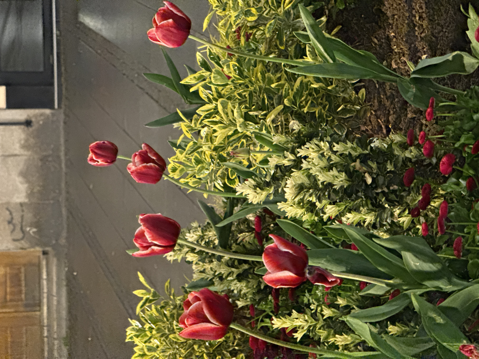 The image shows a close-up view of a flower bed featuring red and white tulips, accompanied by variegated green and yellow foliage and small red flowering plants. The flower bed appears to be situated alongside a building, visible in the background. The building has a pale grey facade with what appears to be a doorway or window, slightly obscured. The perspective suggests the photo was taken at ground level. Though the photograph showcases characteristics that are often found in urban green spaces, I am unable to verify the location as Belgrade, Serbia.