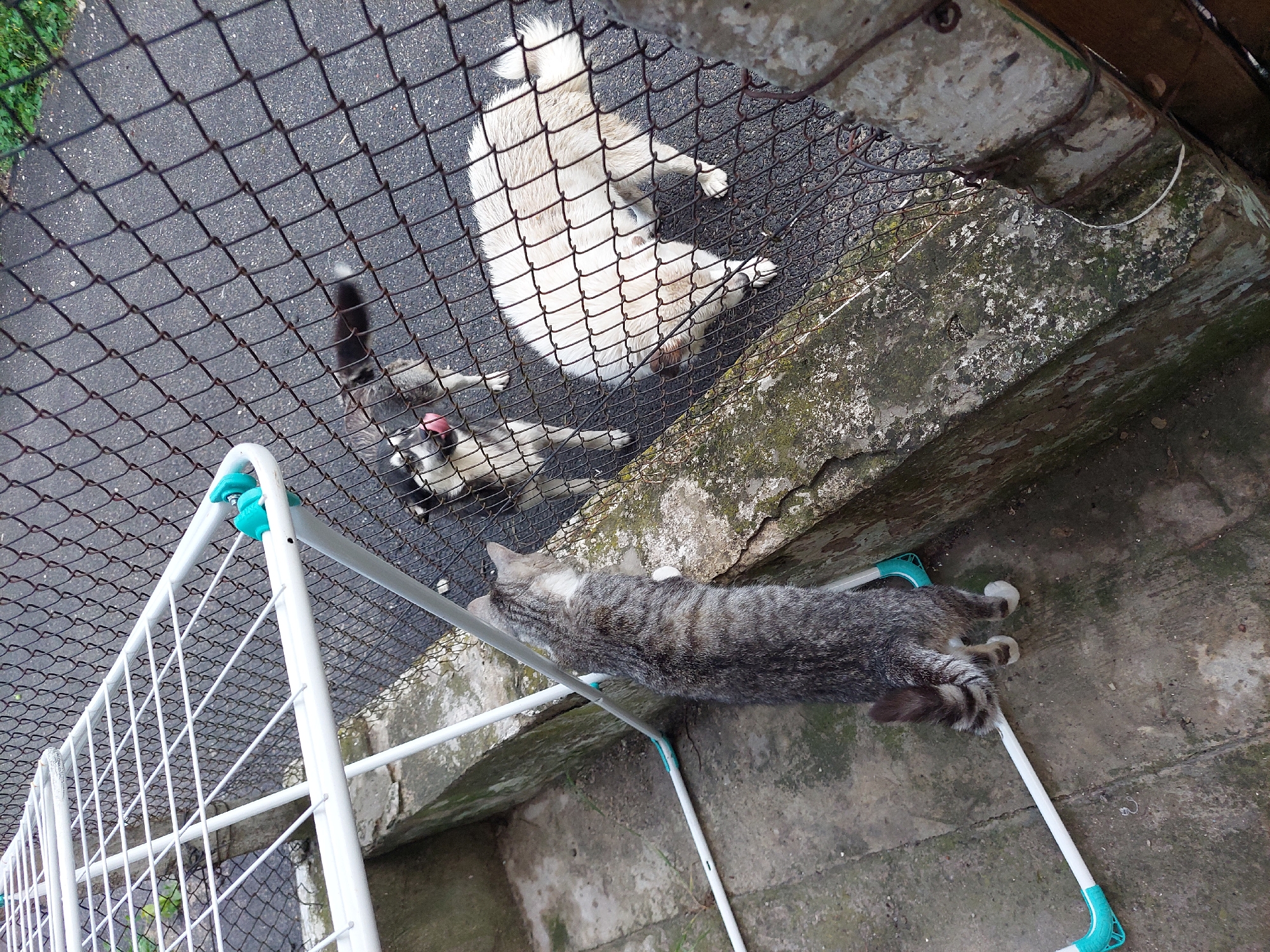 The image depicts an outdoor scene in Orhei, Moldova, observed from an elevated perspective. A grey tabby cat stands upright on its hind legs, with its front paws resting on a moss-covered concrete ledge, looking over a dark, rusty chain-link fence. A white collapsible drying rack with aqua-colored plastic accents is positioned on the concrete surface near the cat. On the opposite side of the fence, two domestic dogs are present on a dark asphalt or pavement surface. One dog, a grey and white husky-type, is partially visible on the left, with its pink tongue slightly extended. The second dog, larger and predominantly white with thick fur, stands further right. Both dogs appear to be looking towards the fence and the cat. Sparse green vegetation is visible in the upper right background beyond the pavement.