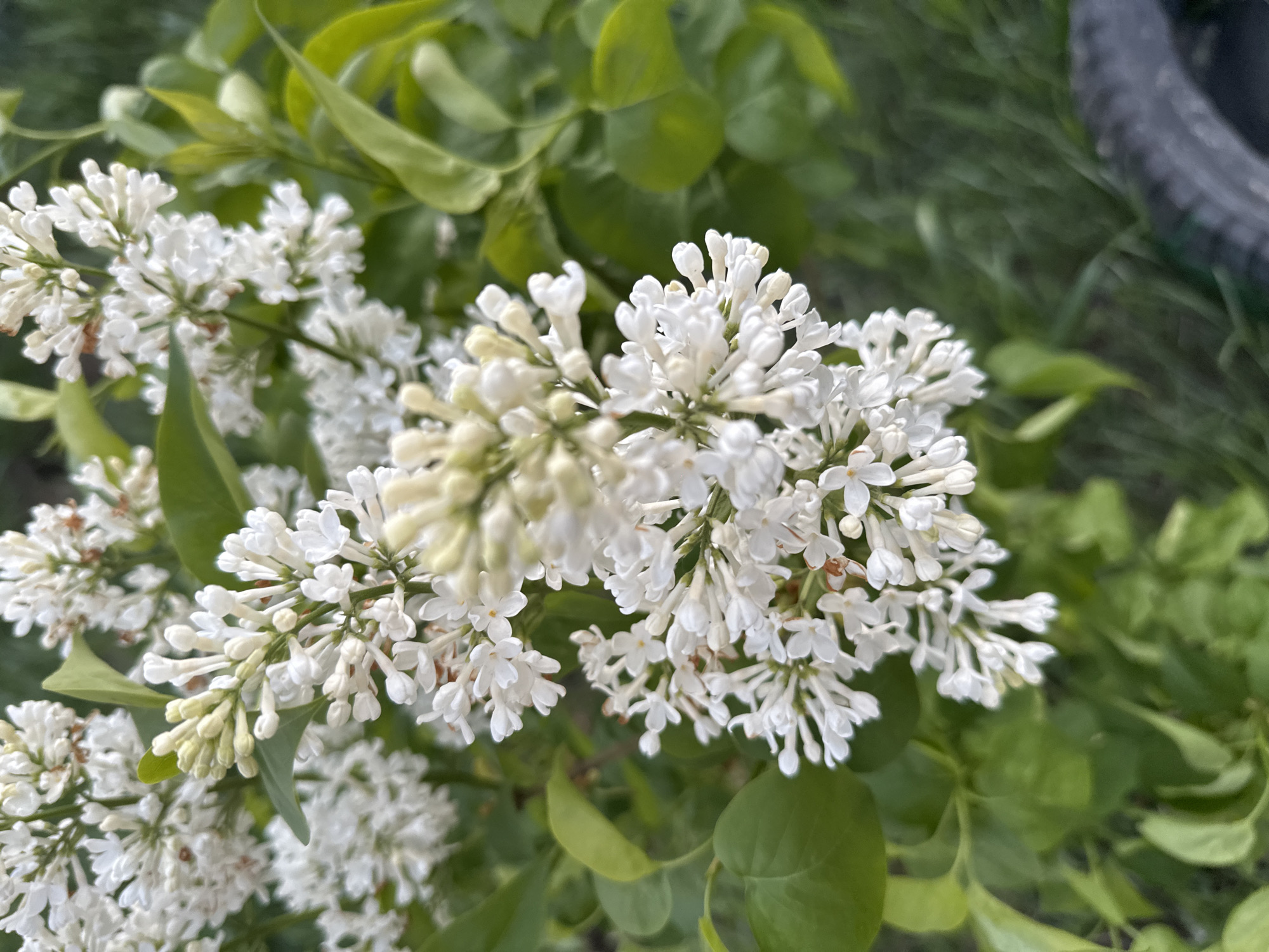The image shows a close-up of white lilac flowers in bloom against a backdrop of green leaves. The location is unspecified but the prompt asks for details as if it were located in Biysk, Russia. No people are visible. The focal point is the clusters of small, white flowers with their delicate petals. Some buds appear to be unopened. The background is a mix of blurred green leaves. In the upper right corner, a fragment of a dark, possibly rubber object is visible which looks like an edge of a wheel. The environment appears to be outdoors, possibly in a garden or park setting within the city of Biysk. No actions or interactions are depicted; the scene is static.