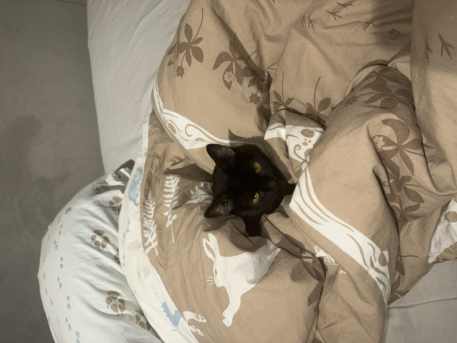 The image displays a black cat in an indoor bedroom setting. The cat's head and upper chest are visible, emerging from a light brown duvet or comforter featuring white patterns, including stylized rabbits, leaves, and other organic shapes. The cat has prominent yellow-gold eyes and is looking directly forward. Behind the cat, partially obscured, are two pillows: one white, and another light blue patterned with brown paw prints. White bed sheets are visible beneath the duvet. The background consists of a plain, light-colored wall. No people are present. The specific location within Moscow, Russia, cannot be determined from the visual evidence presented.