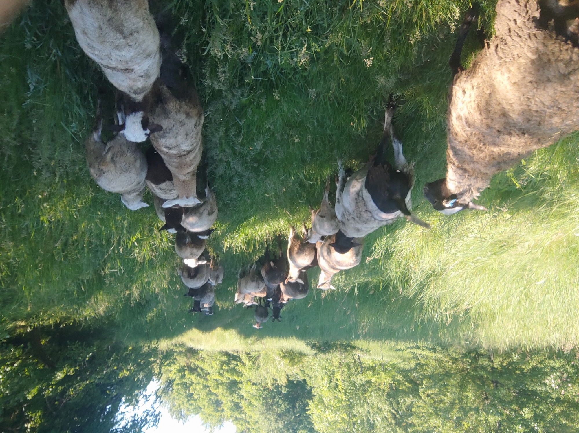 The image displays a flock of sheep grazing in a vibrant green field under bright sunlight. The photograph is oriented vertically, showing the sheep from an overhead or slightly elevated perspective, moving from left to right across the frame.
Numerous sheep, at least a dozen, are visible, varying in color from light off-white and beige to dark brown and black, often with mottled or patched coats. Many of the animals have their heads lowered into the tall grass, actively feeding. Their wool appears thick and textured. One large sheep on the far right has a light-colored ear tag visible on its left ear.
The setting is a natural, outdoor environment characterized by abundant, lush green grass covering the foreground and midground. In the background, a line of green trees and distant foliage extends horizontally, indicating a rural or pastoral landscape. The lighting suggests either early morning or late afternoon, with warm, direct sunlight illuminating the animals and casting soft shadows, highlighting the textures of their wool and the grass. The overall atmosphere is peaceful and serene, depicting a moment of natural grazing. There are no people or visible text in the image.