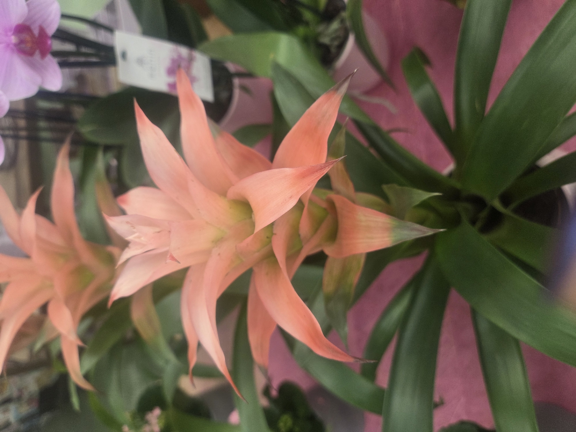 This image depicts a close-up view of a Bromeliad plant with vibrant pinkish-orange foliage in the center. The plant has long, pointed leaves arranged in a rosette pattern, with a central spike of bracts in a gradient of pink to green. In the background, a blurred image of a purple orchid with a white tag is visible, as well as other greenery and pink pots. The overall setting appears to be a botanical garden or a flower shop, possibly in Verona, Italy, given the context provided. There are no people or discernible actions in the image. The lighting suggests an indoor setting with artificial light or diffused natural light.