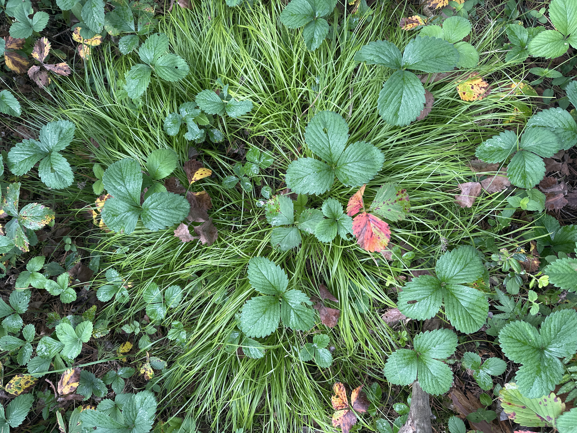The image shows a close-up, overhead view of wild strawberry plants and tall, thin green grass. The strawberry leaves are dark green with prominent veins and some appear to have water droplets on them, indicating recent rain or dew. Some leaves exhibit signs of autumn, with patches of yellow, orange, and red. Dead leaves and twigs are visible scattered amongst the greenery. The overall scene suggests an outdoor, natural environment, possibly a forest floor or meadow, with no human presence or structures. The location in Sokolovo, Russia, is a general geographical context and does not influence the visual description of the immediate scene.