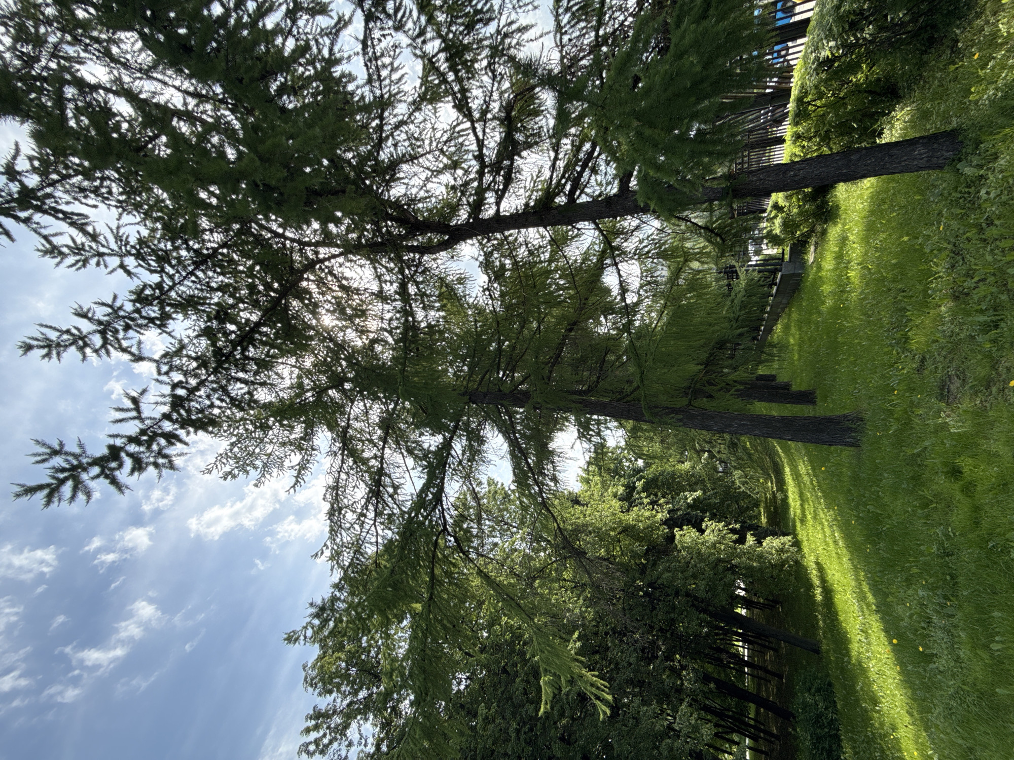 The image captures a park scene in Moscow, Russia. Tall, coniferous trees with green needles dominate the view, their branches reaching towards a blue sky with scattered white clouds. The trunks of these trees are visible, appearing dark against the bright green grass that covers the ground. Sunlight filters through the trees, creating dappled shadows on the grass. A fence or barrier is visible in the background. There are no people visible in the scene. The focus is on the natural environment within the urban context of Moscow.