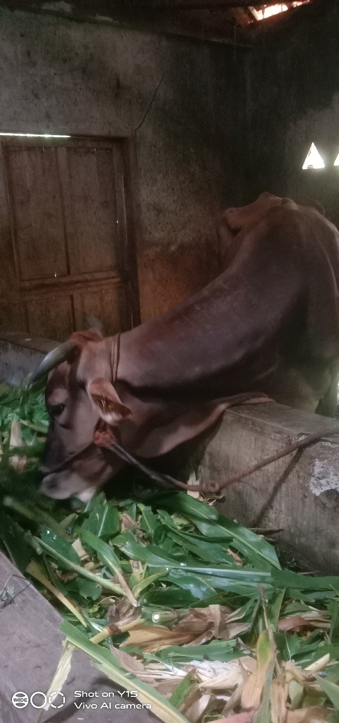 A brown bovine, identified as a cow with short, dark horns and a rope halter, is depicted indoors in a dimly lit enclosure located in Ranugedang, Indonesia. The cow is actively feeding on a pile of green and dried fodder, likely corn leaves and stalks, laid on the ground in front of a feeding trough structure. This structure consists of a weathered wooden beam resting on a concrete or stone base, to which the cow's rope halter is secured. The enclosure features rough, dark gray concrete or stone walls; a visible vertical crack is present on one wall. In the background, a rustic wooden door, possibly constructed from vertical planks, is partially visible. Natural light enters the space through a gap above the wooden door and through two triangular openings or vents high on the wall or near the roofline. The ceiling is dark, revealing parts of a simple roof structure. No human figures are present.