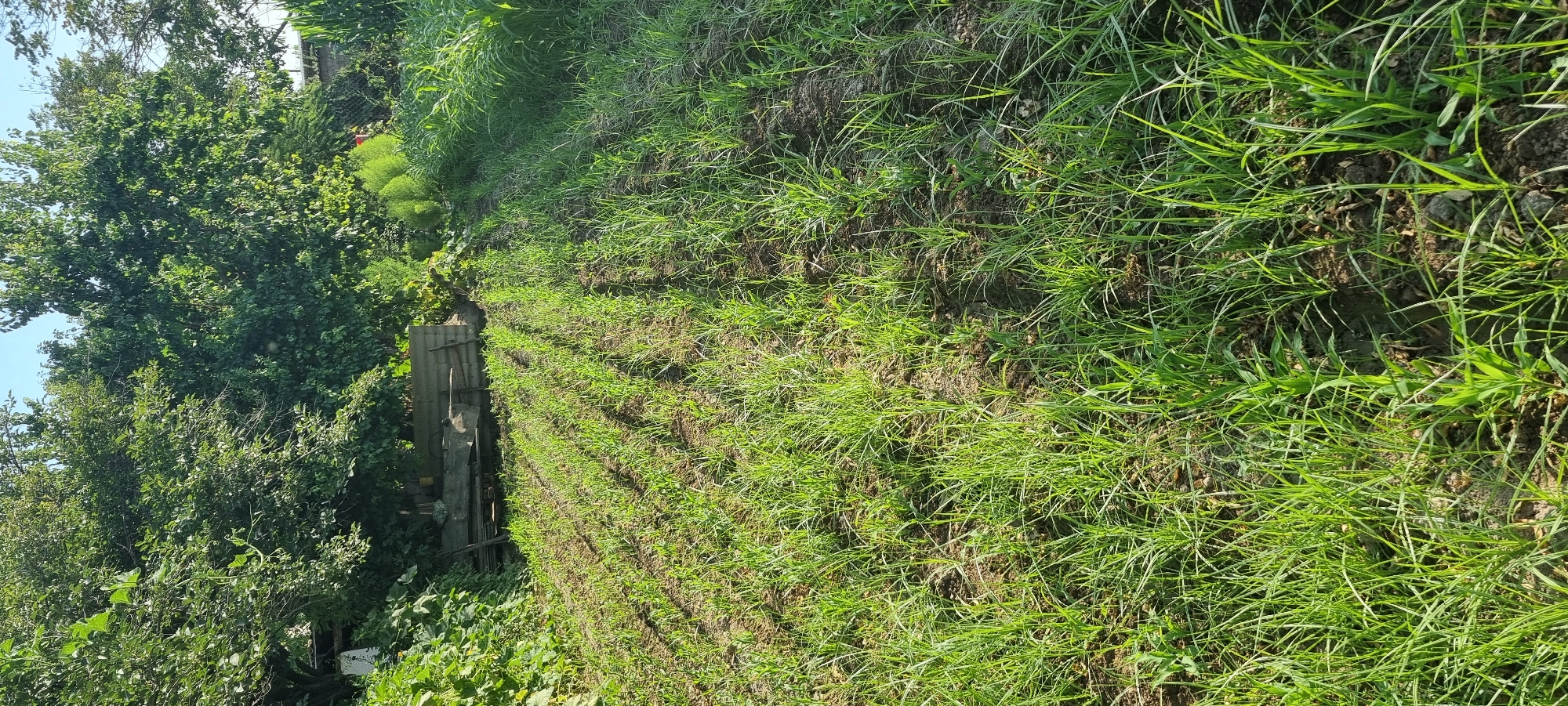 The image depicts a sunlit, outdoor scene in Jomi, Tajikistan. In the foreground, a field of young green plants, likely crops, is arranged in neat rows, with bare soil visible between them. The plants are slender and have bright green leaves. In the middle ground, there are several large, leafy trees and some built structures, including what appears to be corrugated metal sheets leaning against something wooden, possibly a part of a shed or fence. The background shows more dense foliage, suggesting a rural or garden setting. The overall impression is of a cultivated agricultural area bathed in natural light under a clear sky.