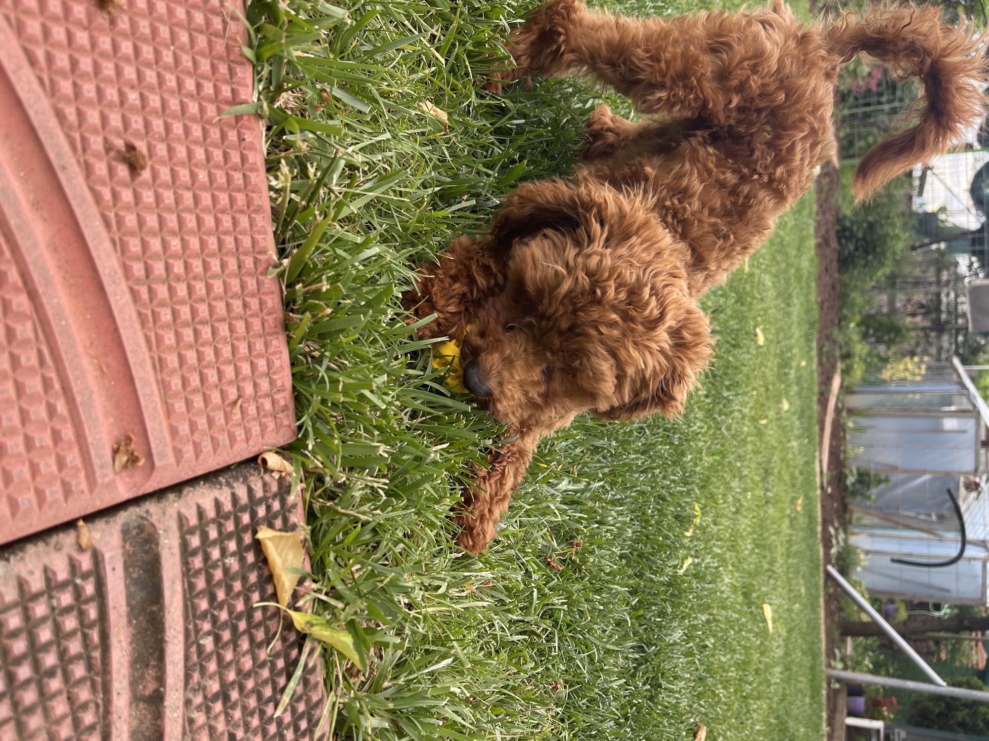 A brown, curly-haired dog is lying in green grass near red paving stones. The dog appears to be holding a yellow object in its mouth. In the background, a blurred greenhouse and foliage can be seen. The location is not discernible from the image.