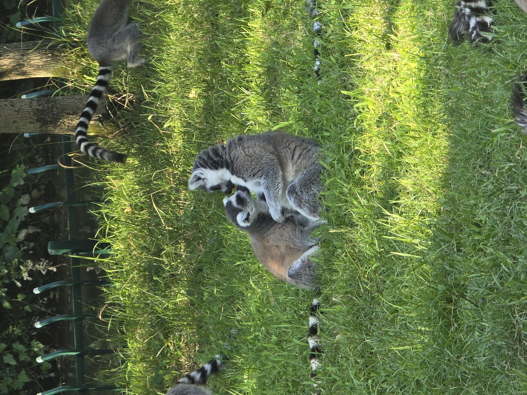 Two ring-tailed lemurs are in a grassy enclosure, with a green fence in the background and trees beyond. The larger lemur is sitting upright, facing left, with its arms wrapped around a smaller lemur that is nestled against its chest. The smaller lemur is facing towards the larger one, with its head tilted up. The lemurs have distinctive black and white rings on their tails. In the background, another lemur with a striped tail is visible walking to the right. The sun is casting dappled light on the grass. The location is the Fuyang Zoo in Fuyang, China.