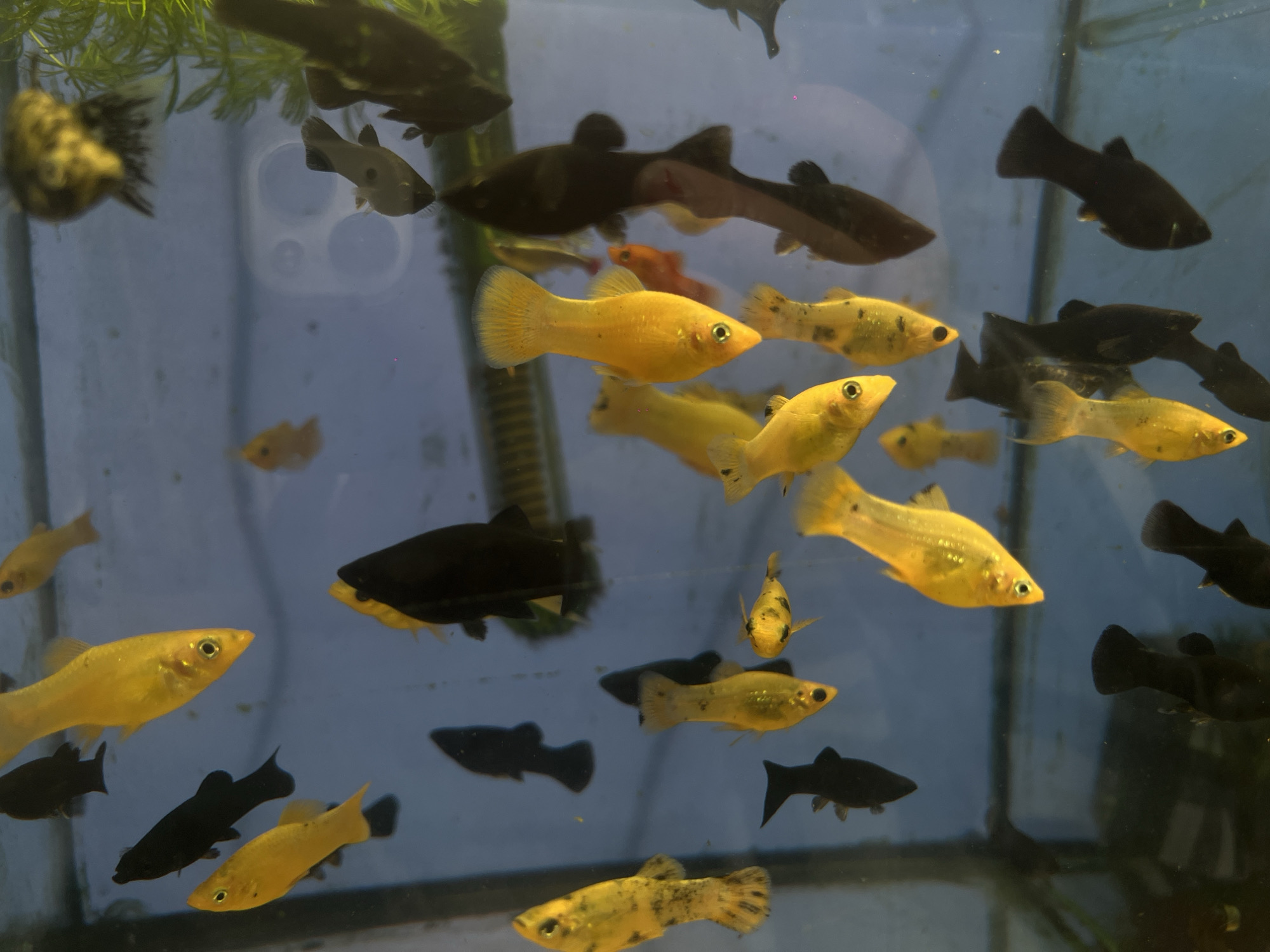 The image depicts an aquarium, presumably located within the city of Novopokrovskaya, Russia. The tank contains a dense population of approximately 30 to 50 small fish, predominantly identified as mollies (*Poecilia sp.*). These fish exhibit two main color morphs: a vibrant golden-yellow and a solid black. Several golden-yellow individuals display distinctive black spotting or marbling patterns across their bodies. The fish are observed actively swimming at various depths and orientations within clear water, against a uniform light blue background. Fine-leafed green aquatic plants are visible along the upper left edge of the aquarium. A prominent reflection of a smartphone's triple-lens camera array is visible on the glass surface in the upper-center portion of the image, indicating the photographic perspective.
