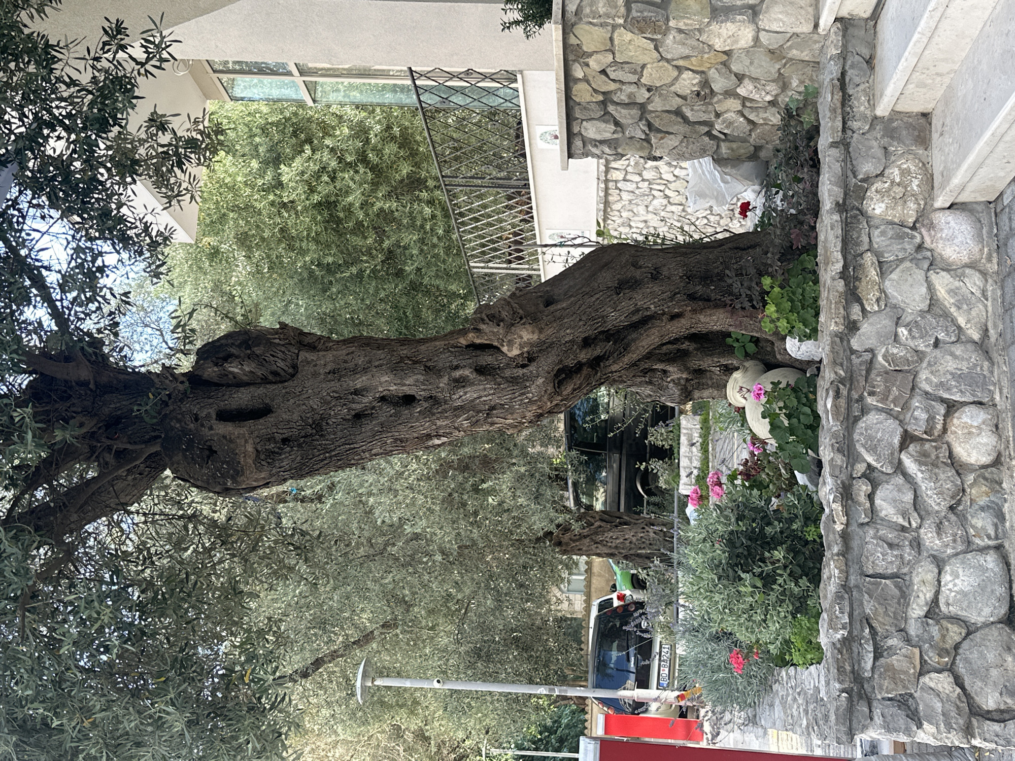 The image shows a large, old olive tree with a gnarled trunk in front of a building with stone accents. The tree is located in Budva, Montenegro. There are several vehicles partially visible in the background, including a black SUV and a white van with a license plate displaying "BD-BA241". In the foreground, there are potted plants with pink and red flowers, as well as a lamppost. The scene appears to be outdoors, possibly in a courtyard or garden area. The lighting suggests it is daytime, and the weather seems clear. The overall atmosphere is one of a scenic, perhaps historic, location.