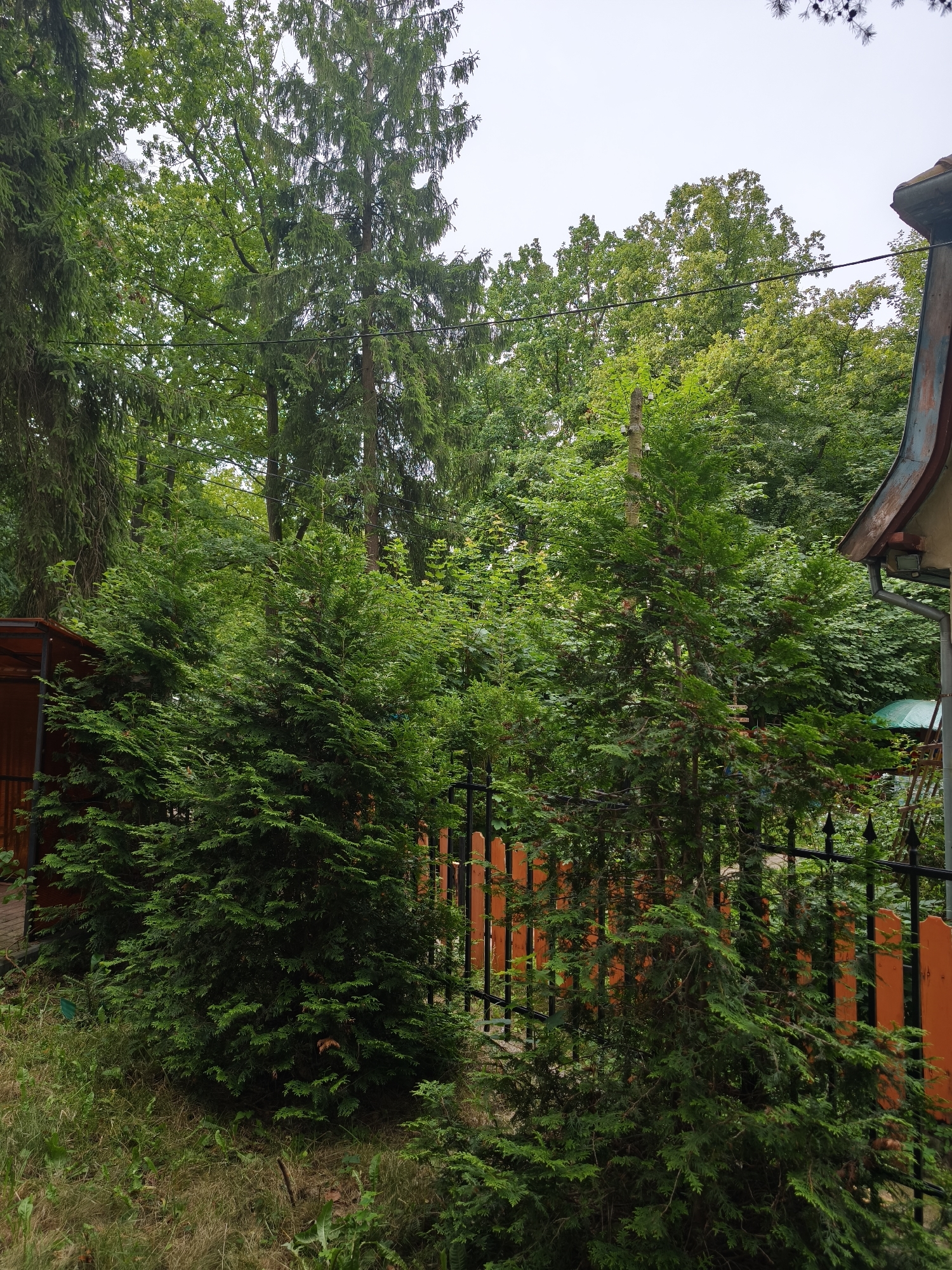 This is a photograph taken in Svetlogorsk, Russia, focusing on a garden area with lush greenery. The foreground features two conifer trees, likely cypress or juniper, with their dense, dark green foliage. Behind these trees, a fence with distinctive orange-painted wooden pickets and black metal railings is visible. Beyond the fence, a variety of trees with lighter green leaves form a dense backdrop, creating a sense of depth. The upper portion of the image shows a portion of a building's roof and gutter, painted in muted blue and rust colors, suggesting an aged structure. The sky is overcast and pale, indicating a cloudy day. The overall impression is one of a well-maintained private garden within a wooded or semi-rural setting. There are no people or animals present in the image.
