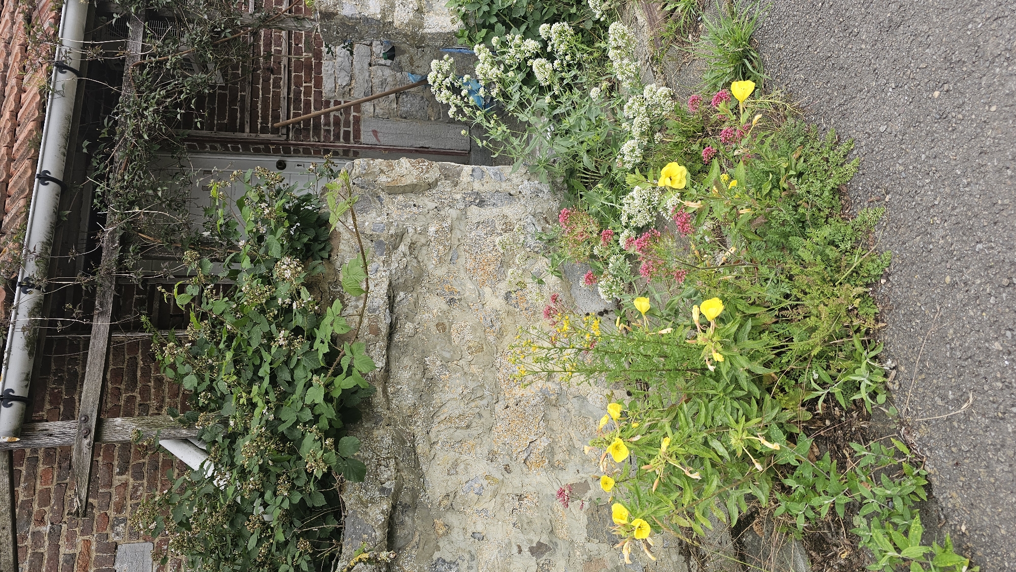 A close-up, eye-level shot captures a weathered stone wall in Boussu-lez-Walcourt, Belgium, adorned with wild flora. Overgrown blackberry bushes with developing fruit and small white blossoms spill over the top of the wall, with vines climbing the brick building behind. At the base of the wall, a profusion of wildflowers, including bright yellow evening primrose, delicate pink clusters, and fluffy white blossoms, blooms amidst lush green foliage. A grey asphalt path runs along the foreground, with scattered dry twigs and leaves. The scene evokes a sense of untamed nature reclaiming a rustic, possibly abandoned, structure.