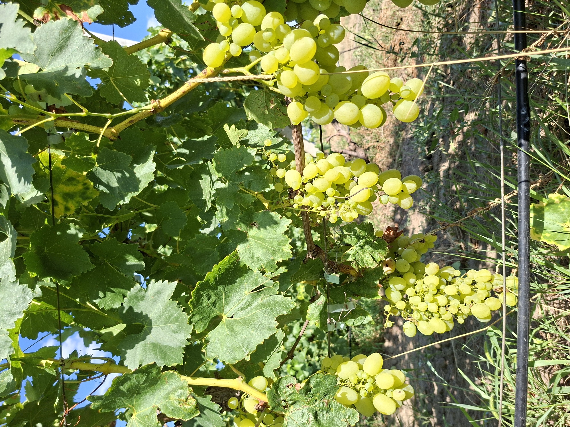 The image shows a close-up view of a grape vine with clusters of green grapes hanging from it. The grapes are plump and appear to be ripe. The leaves of the vine are large and green, with some showing signs of yellowing or browning. The background is blurred, but it appears to be an outdoor setting with sunlight filtering through the leaves. A black irrigation tube runs horizontally across the bottom of the frame. The scene is consistent with a vineyard in Chișinău, Moldova, likely during the grape harvest season. There are no people or animals visible in the image, and no specific actions or interactions are depicted. The environment is natural, with evidence of cultivation through the presence of the irrigation system.