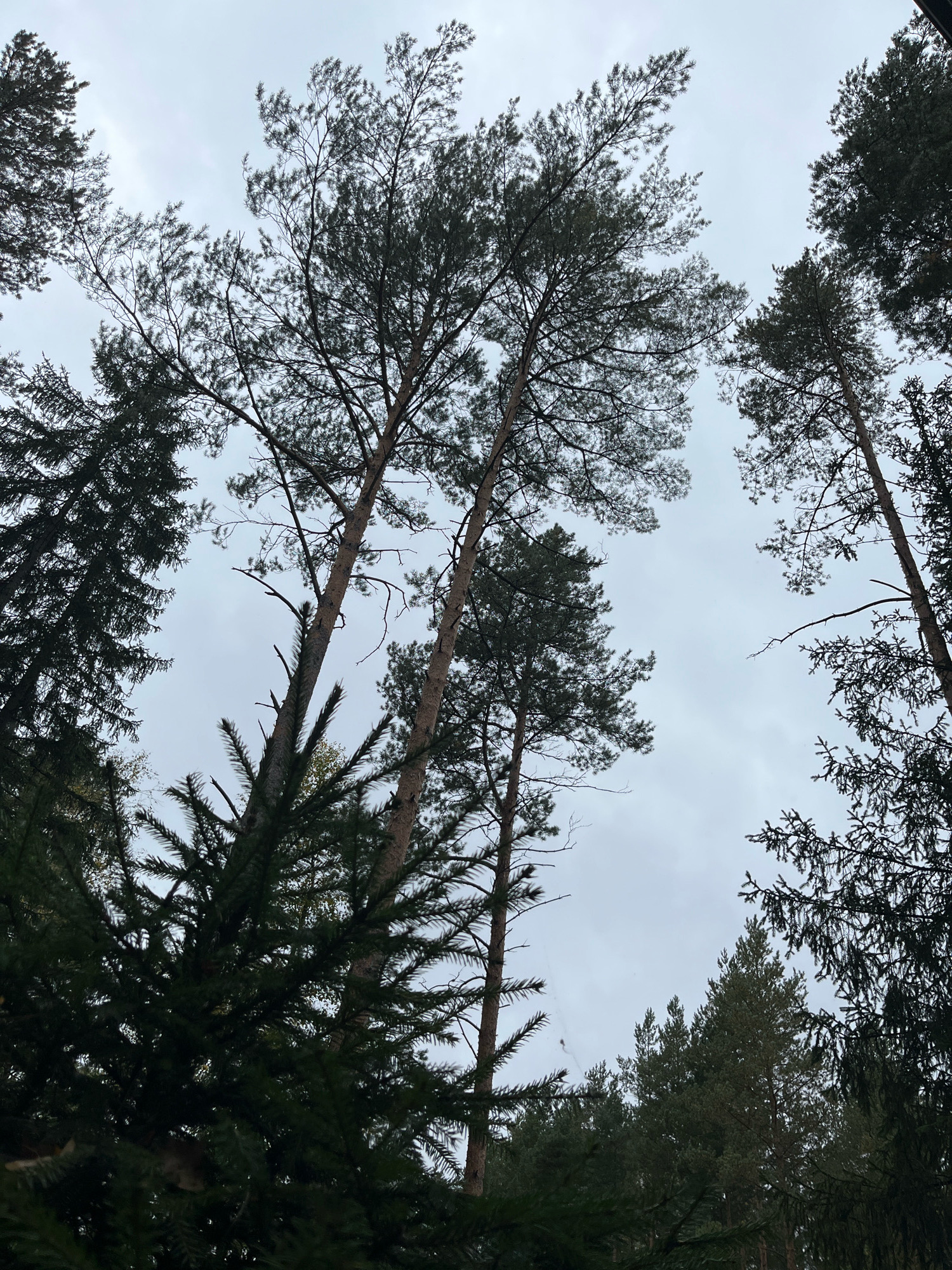 The image captures a low-angle view looking up at a canopy of tall evergreen trees, likely pines and firs, against a cloudy, overcast sky. The trees are dense, with dark green needles and rough, textured bark on their trunks. Some branches are bare, while others are thick with foliage. The overall impression is one of a forest, possibly in a natural or park-like setting within Arfa, Russia, characterized by a cool, diffused light and a sense of enclosure by the towering trees. There are no people or animals visible in the frame.