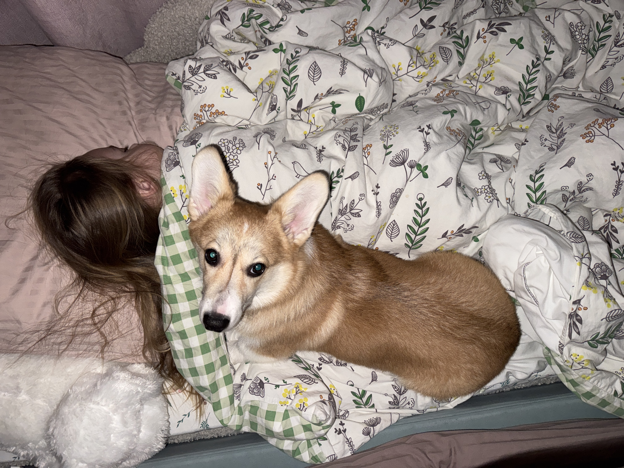 A person and a corgi dog are lying in a bed with green and white floral patterned sheets. The person, with long brown hair, is lying on their side on a light pink pillow or pillowcase. The corgi, mostly brown and tan with a white muzzle, is lying on top of the bedclothes. The bedclothes include a green and white checkered pillowcase and a white duvet cover with a pattern of green and brown foliage and flowers. A white, fluffy stuffed animal is visible near the person's head. The setting appears to be indoors, possibly in a private residence. There is no information available in the image to place it in Chaikovsky, Russia.