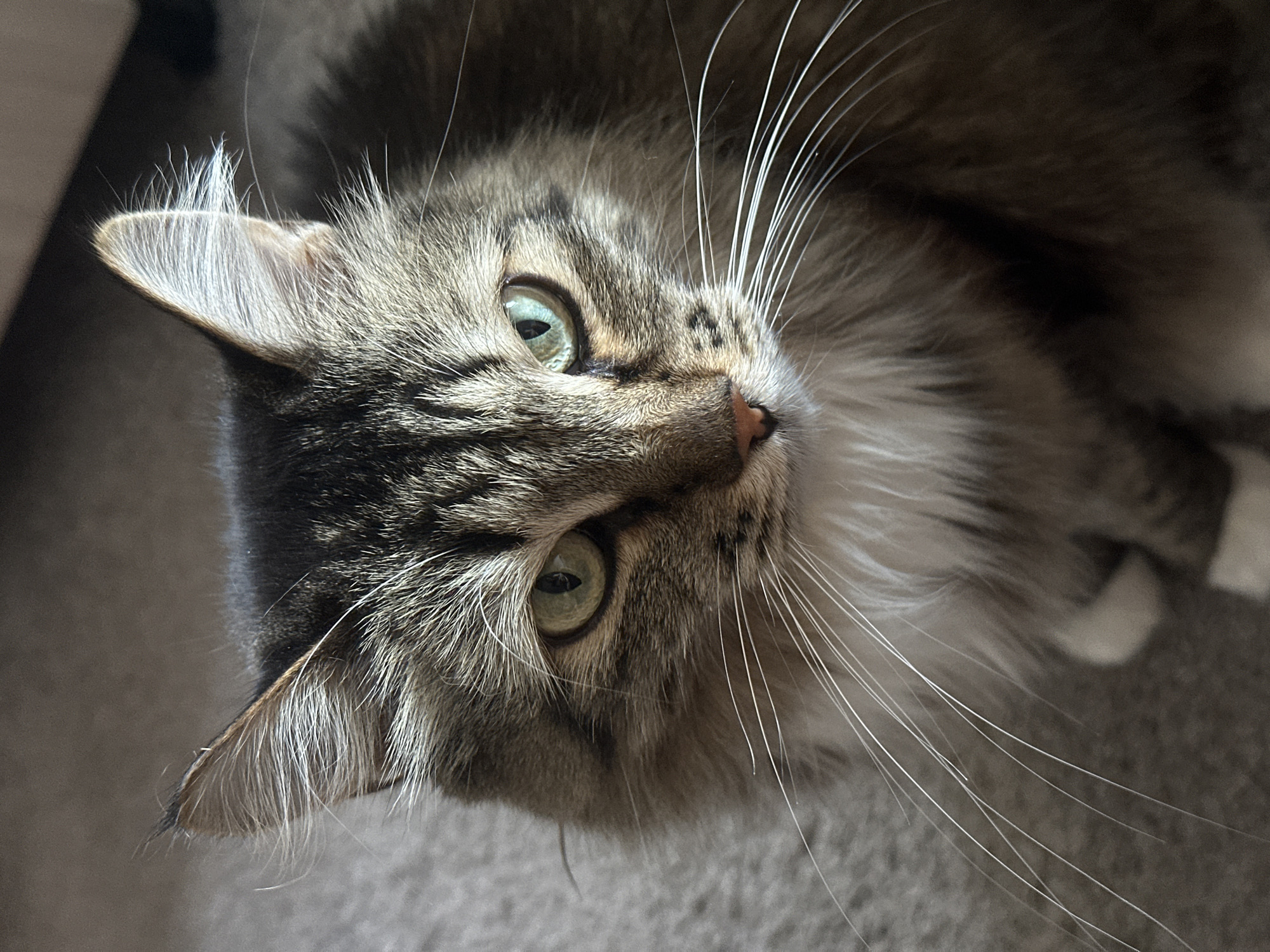 A close-up, high-angle shot depicts a tabby cat with long whiskers and green eyes. The cat's head is tilted, and it appears to be looking up at the viewer. The background is a blurry gray. There is no evidence indicating that the image was taken in Krasnoyarsk, Russia, or of any people or specific actions.