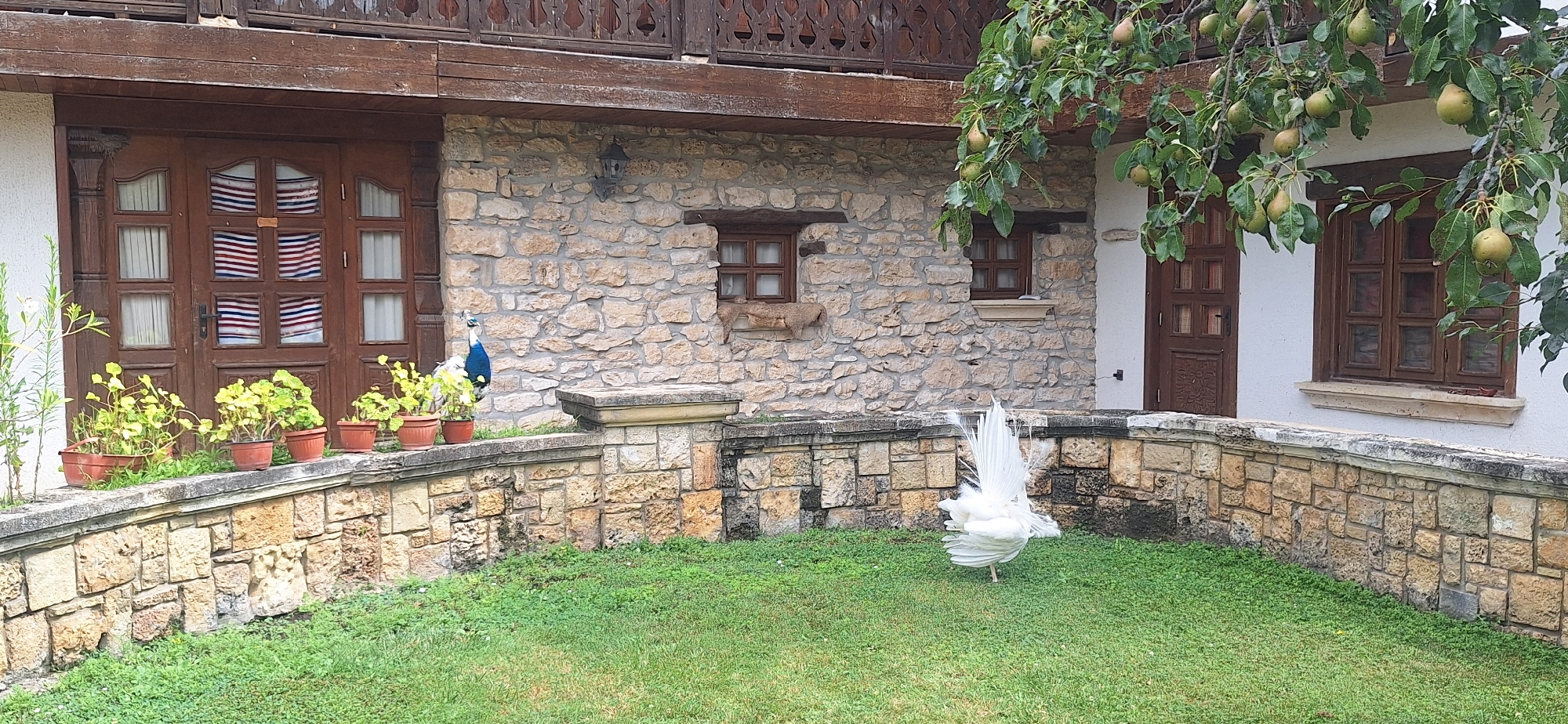 In Kalimantsi, Bulgaria, a courtyard features a stone building with a wooden balcony and doors. Several potted plants are arranged on a stone ledge in front of the building. To the left, a peacock stands near the plants. In the center and right of the courtyard, a white peacock displays its fanned tail feathers while standing on a grassy area. A pear tree with ripening fruit hangs over the courtyard from the right.