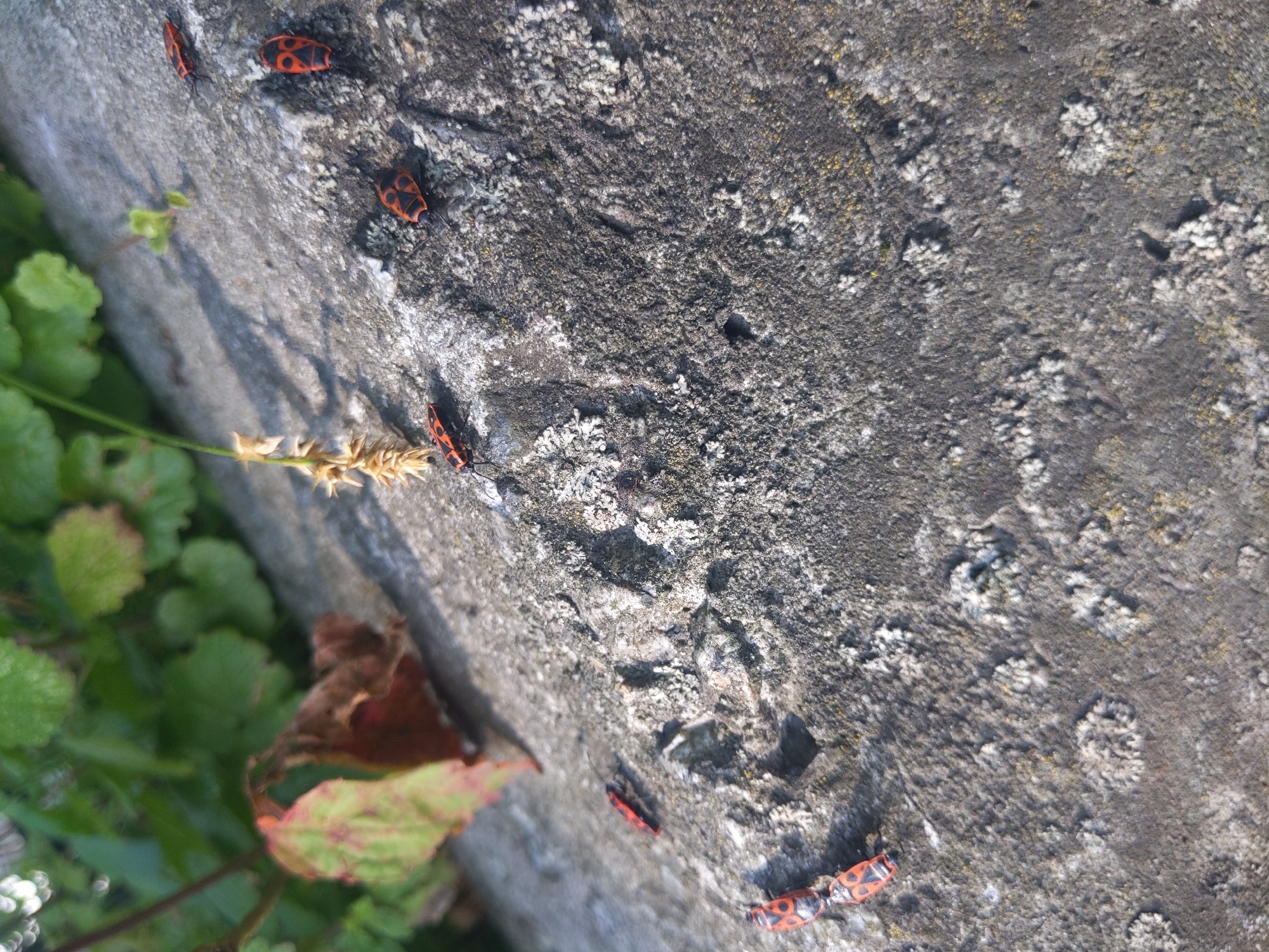 In Kyiv, Ukraine, on a sun-drenched stone surface, a cluster of seven red and black Pyrrhocoris apterus, commonly known as firebugs, are observed. The insects are scattered across the rough, grey stone, some appearing to be in pairs. The stone is textured with patches of lichen, and in the background, blurred green foliage and a withered brown and green leaf suggest an outdoor, natural setting. The lighting indicates it is daytime.