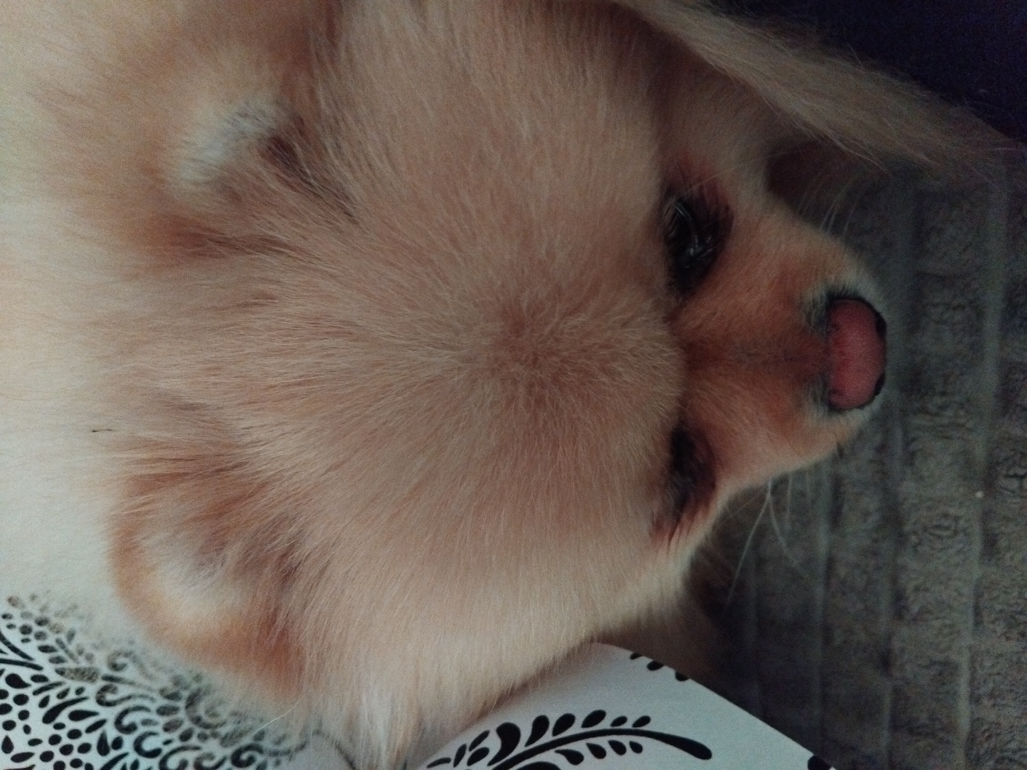 A close-up, indoor shot depicts a light-colored, fluffy dog, possibly a Pomeranian, lying on its side with its head in profile. The dog has a pink nose and dark eyes that are partially visible. The fur is a mix of light beige and cream colors. The dog appears to be resting on a patterned white and black fabric. A textured, gray surface is visible behind the dog, suggesting it might be lying on a bed or cushion. There is no indication this image was taken in Apriltsi, Bulgaria.