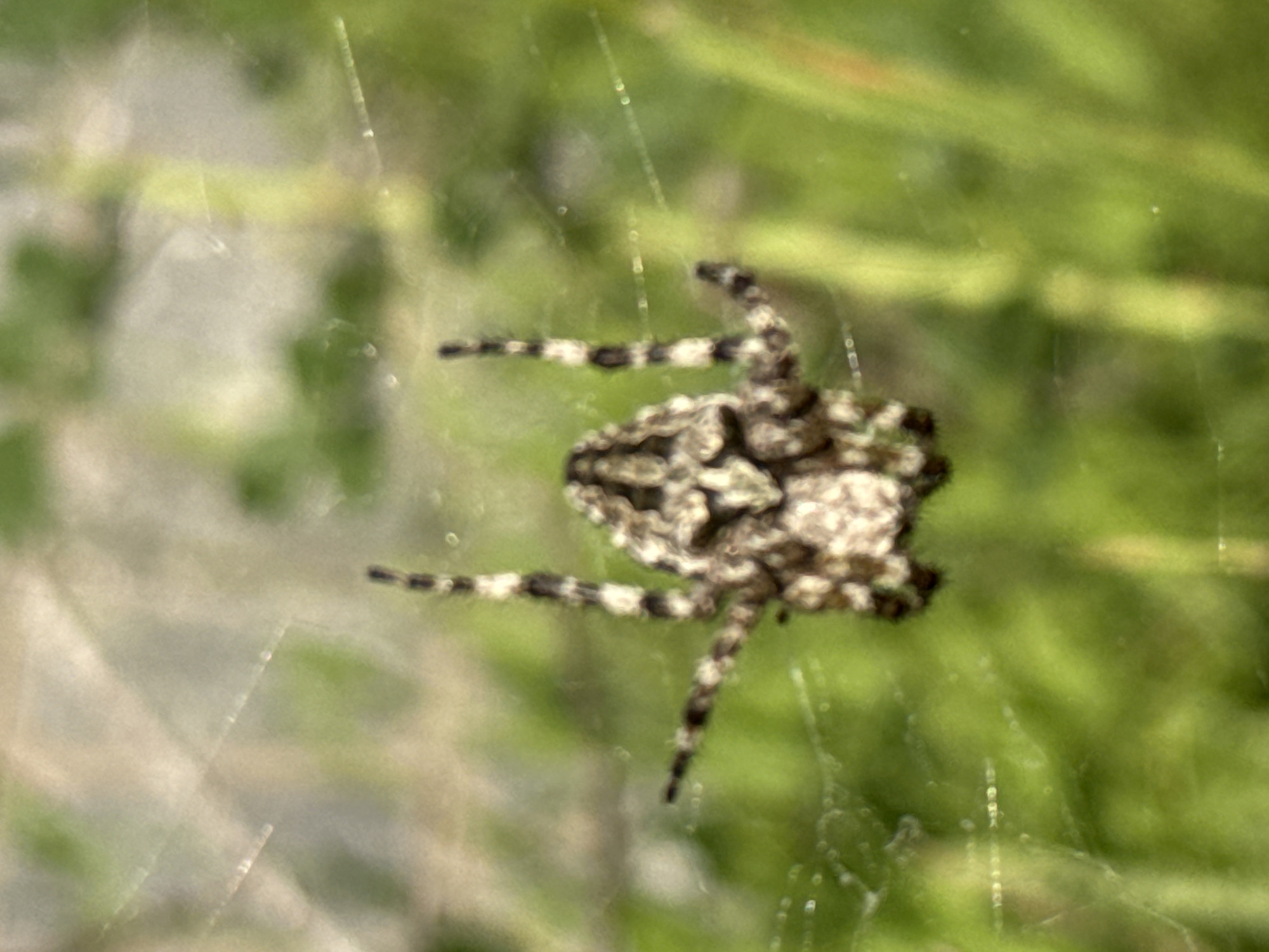 A close-up, low-angle, eye-level shot captures a crab spider positioned in the center of its web. The spider, light brown with darker markings and segmented legs, is oriented face-down, with its legs spread outwards. The web, composed of delicate threads, is slightly out of focus, as is the background, which consists of blurred green foliage and grass, suggesting an outdoor environment. The lighting appears natural, likely daylight, creating subtle highlights on the spider's body and the web. The scene is set in the city of Brajici, Montenegro.