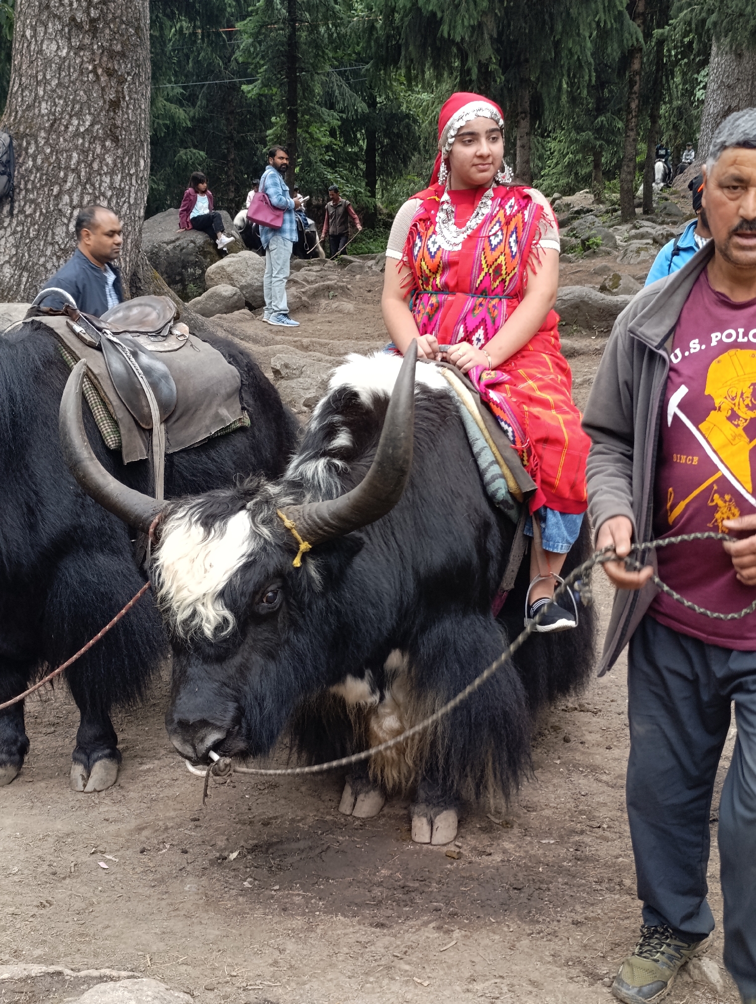 In Solang, India, a young girl adorned in traditional red and silver clothing, sits atop a black yak with white markings on its face, wearing a saddle. Her hair is covered with a red scarf, and she has large silver earrings and a beaded necklace. To the right of the yak, a man in a maroon shirt with a "U.S. Polo" logo and dark pants holds a rope attached to the yak's halter. In the background, trees and rocks suggest a mountainous or hilly terrain. Other individuals are visible in the distance, some walking and others seated. The ground is dirt and rocky.