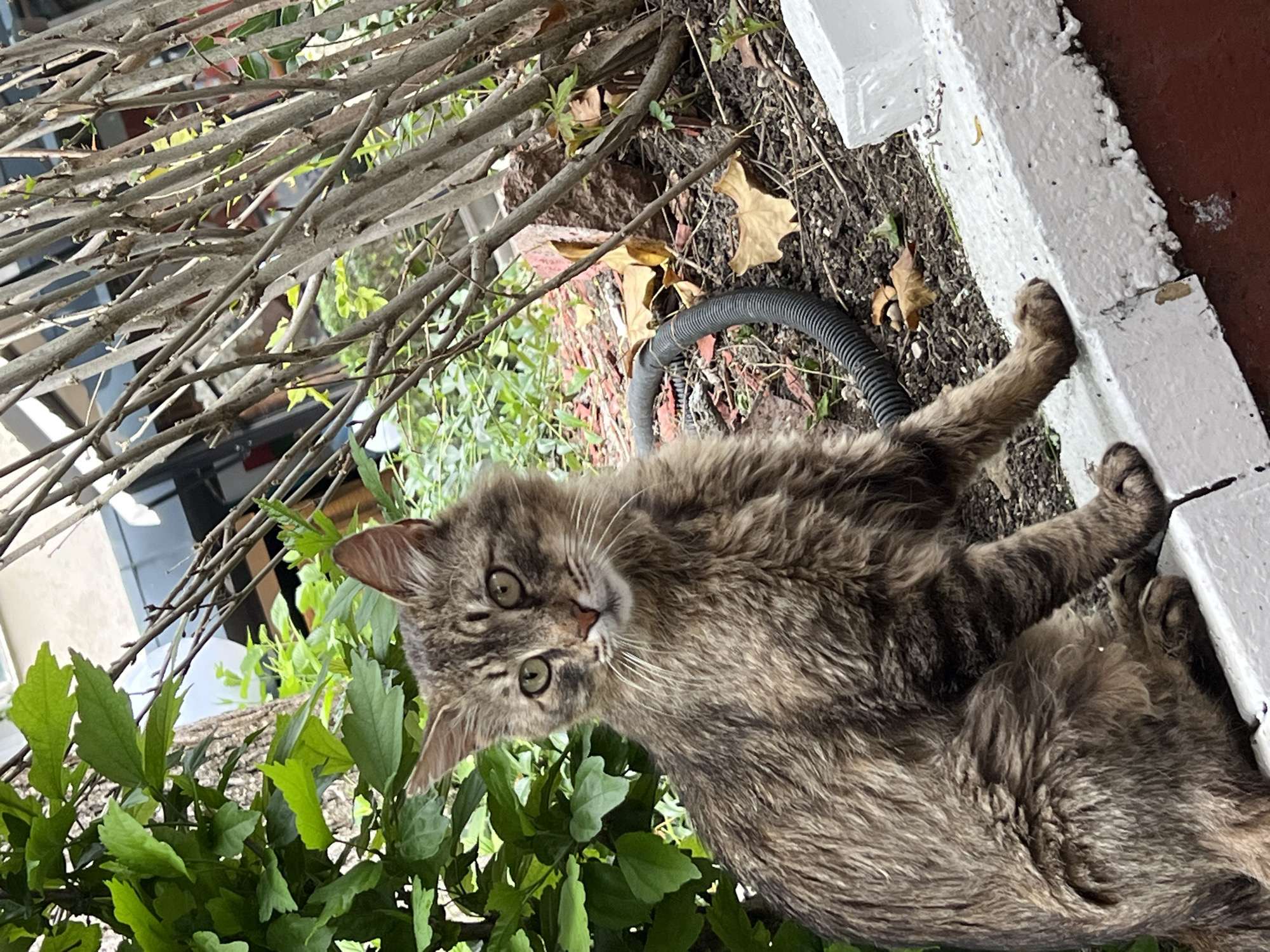 A medium-haired tabby cat is positioned in a garden setting. The cat is lying on the ground near a white painted curb, with a black corrugated hose nearby. Green leafy plants are visible in the lower left of the frame and bare branches extend from the upper left. A brick structure is partially visible behind the black hose. The cat is looking directly at the camera. There is no indication of the location within Burgas, Bulgaria.