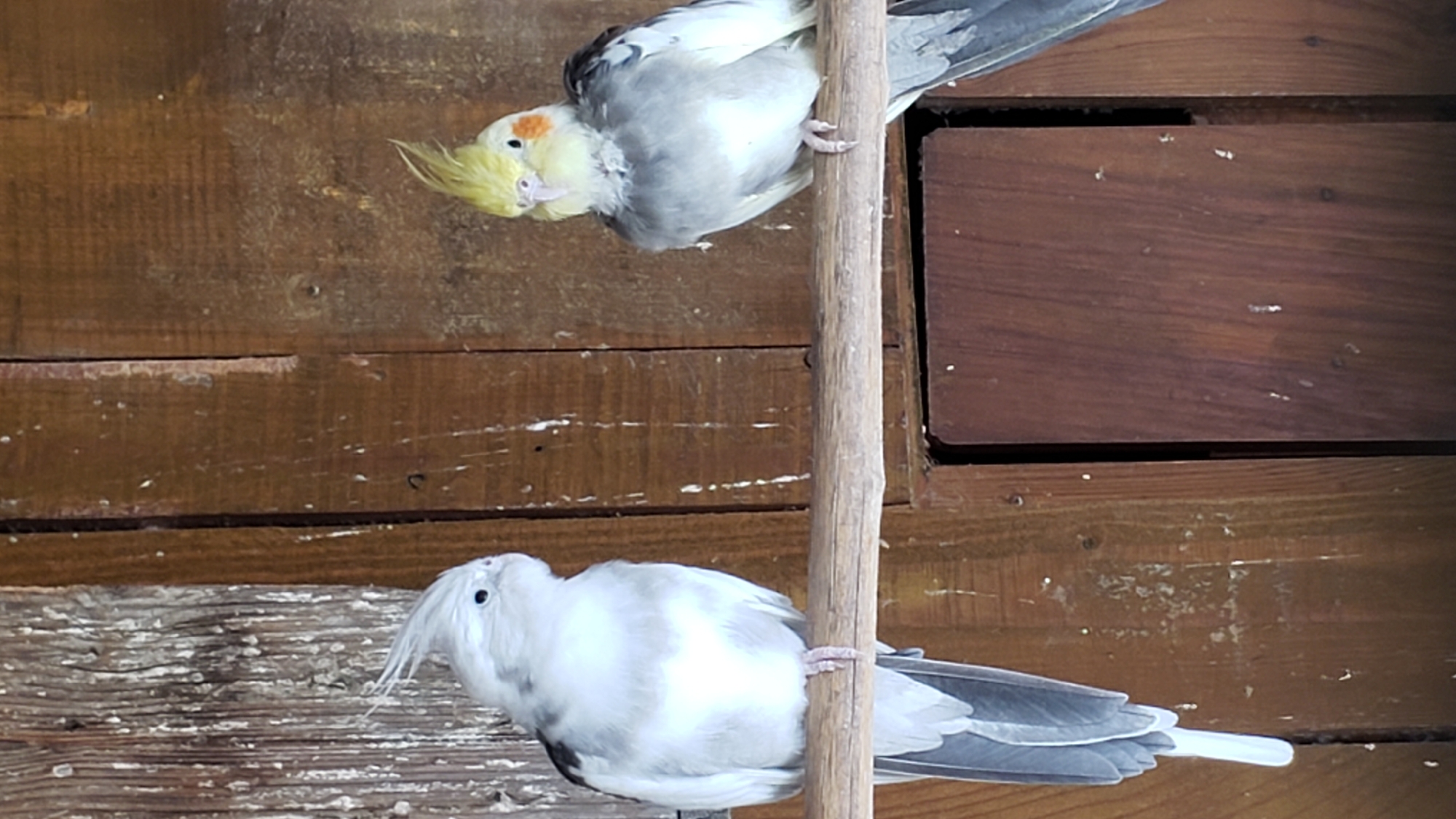 Two cockatiels perch on a wooden branch in front of a wooden wall. The cockatiel on the left is predominantly white with grey markings on its wings and tail. The cockatiel on the right has a yellow crest, orange cheek patches, and grey and white plumage. The background consists of vertical wooden planks with a weathered appearance and visible grain. There are some white specks scattered across the wooden surfaces, possibly from bird droppings or debris. The lighting suggests an outdoor or aviary setting. The image was taken in Prešov, Slovakia.