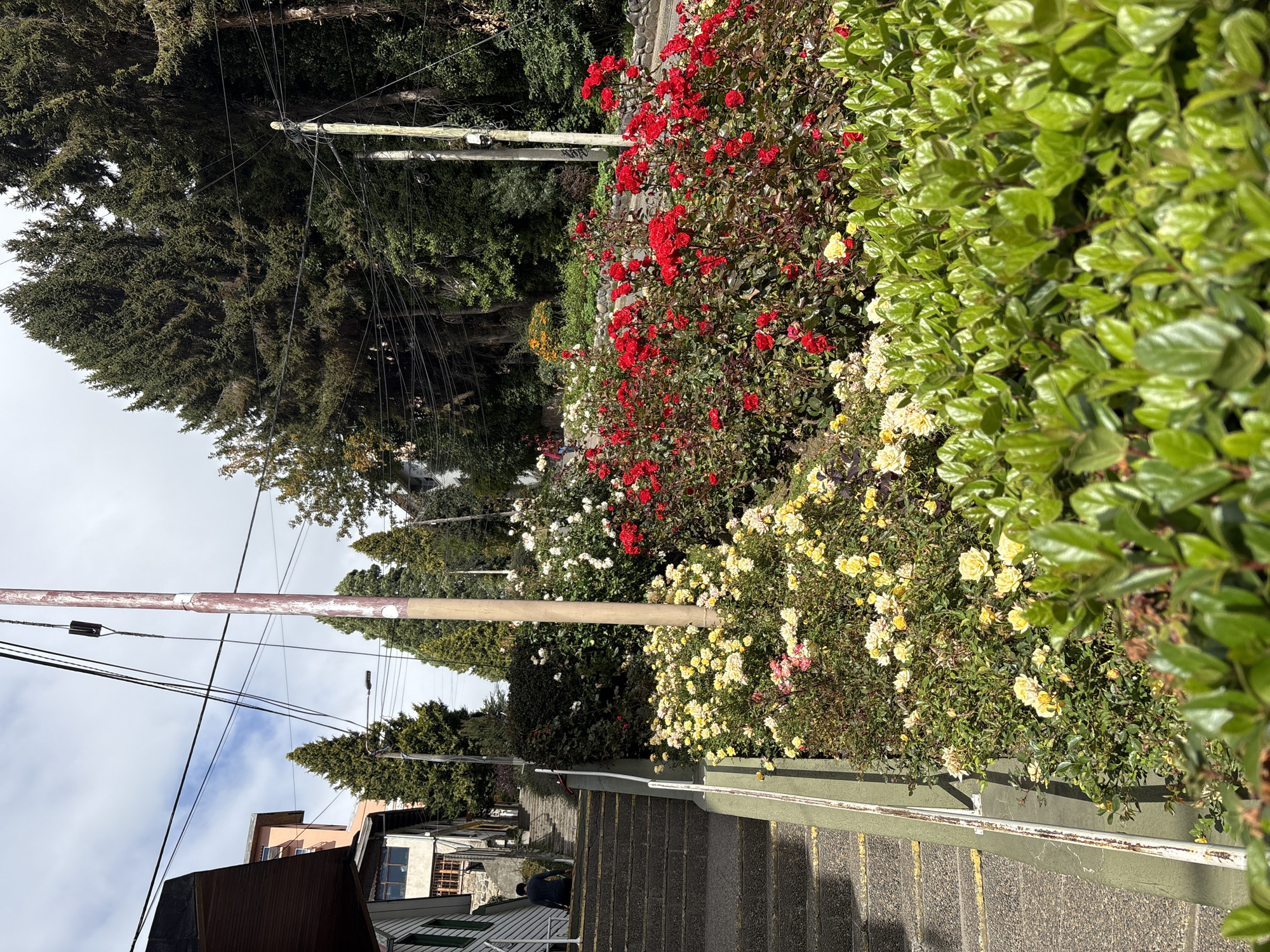 The image depicts a descending stairway lined with vibrant flowerbeds in San Carlos de Bariloche, Argentina. The flowerbeds feature red, white, and yellow roses, along with leafy green bushes. Tall trees and utility poles with electrical wires frame the view on either side. A few buildings are visible in the background. The stairs are made of gray stone or concrete. A person is sitting on the steps. The sky is overcast.