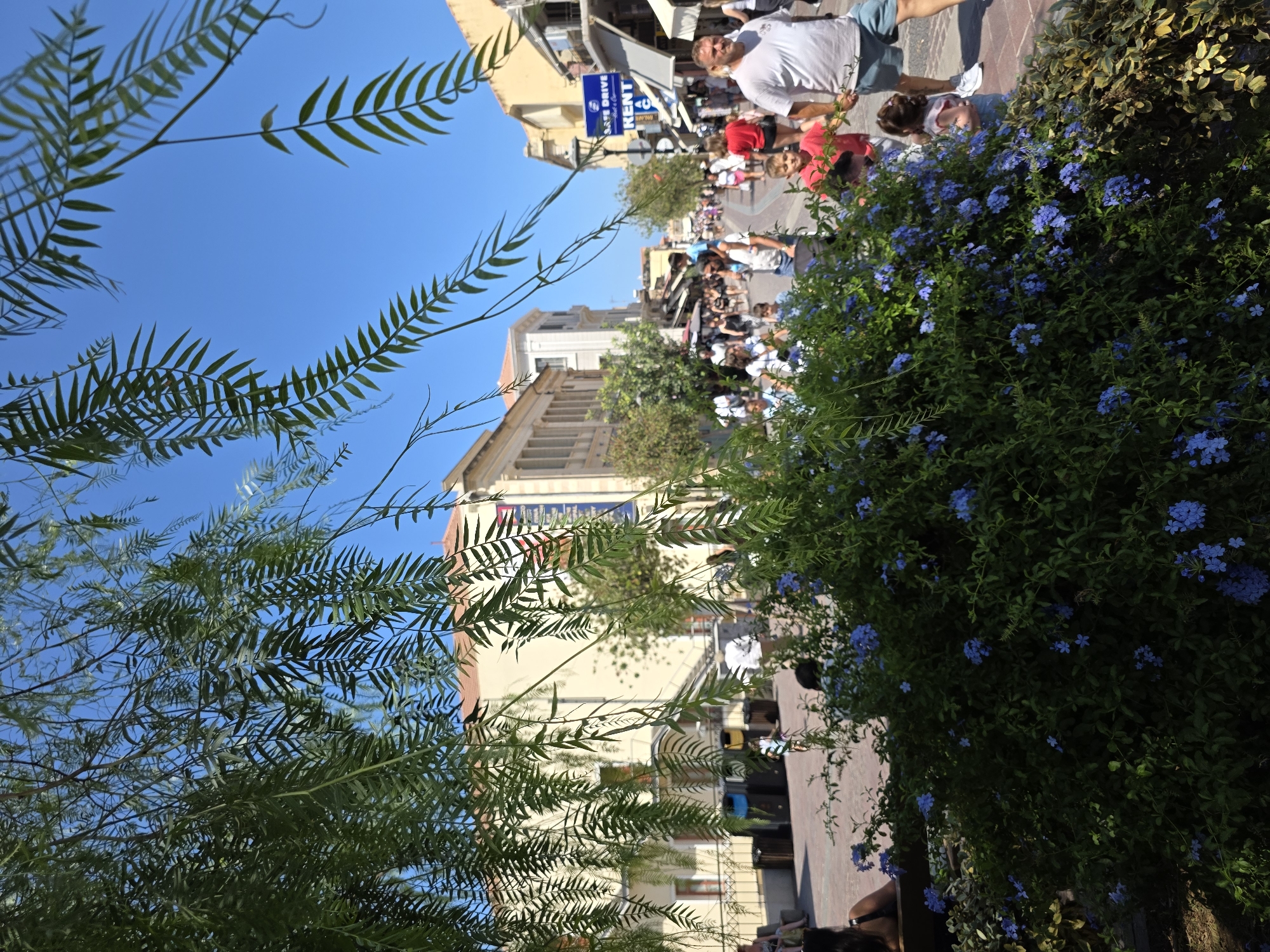 This image depicts a sunny day on a pedestrian street in Chania, Greece. The foreground is dominated by lush green foliage with small blue flowers, partially obscuring the view of the street beyond. People are walking along the street, which is lined with buildings. The architecture suggests a historic European city.
In the mid-ground, several individuals are visible. A man in a white t-shirt and blue shorts walks towards the right of the frame. To his left, a young boy in a red shirt is walking, holding hands with the man. Further back, a woman in a pink top and a young child in blue clothing are visible. Other pedestrians are scattered throughout the scene, some walking in groups. A sign for "SAFE DRIVE" and "RENT" is visible on a pole in the background, indicating commercial activity on the street.
The background features more buildings with balconies and shops. The sky is clear and blue. The overall atmosphere is one of a lively, public space on a bright day. The specific location appears to be a well-trafficked tourist area, characterized by its pedestrian-friendly design and vibrant activity.