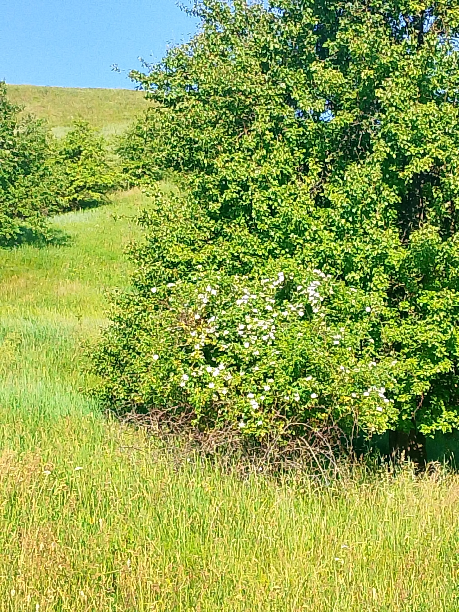 The image captures a natural outdoor scene with a clear blue sky above rolling green hills. In the foreground and mid-ground, a dense green tree with clusters of small white flowers is prominently featured. The tree stands in a grassy area, with tall green grass and some dried stalks present. To the left of the main tree, smaller trees are visible on the slopes of the hills. The overall impression is one of a sunny day in a rural or park-like setting, devoid of human presence or man-made structures.