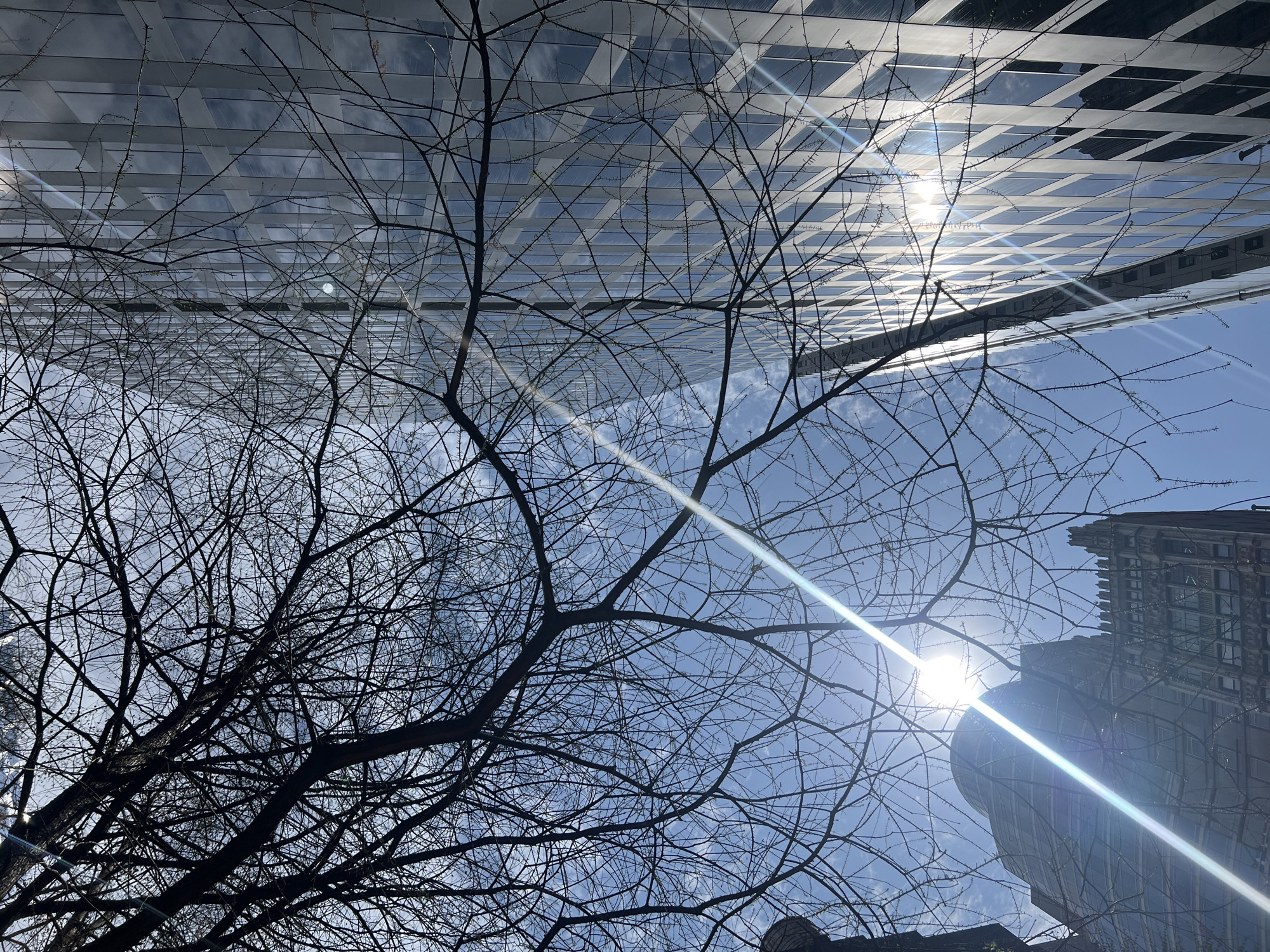 The image captures an upward-facing perspective of a cityscape. Dominating the upper portion is a modern building featuring a grid-like facade of windows that reflect the sky, mirroring the surrounding environment. The lower portion of the frame is filled with bare tree branches, silhouetted against a bright blue sky. Sunlight pierces through the branches, creating a lens flare effect. In the lower right quadrant, parts of a more traditional building with intricate architectural details are visible. The combination of modern and classic architectural styles, along with the trees and sky, suggests this is an urban landscape with a blend of natural and man-made elements. The image was taken in New York City, USA.