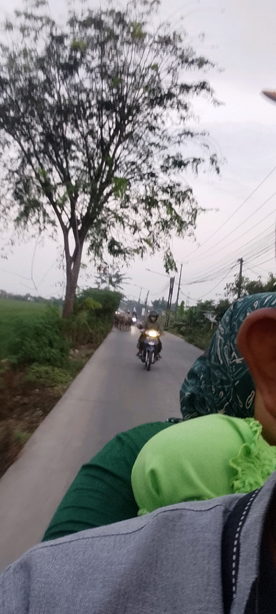 In Srimahi, Indonesia, a person is riding on the back of a motorcycle, as evidenced by the view from behind and the presence of a green shirt and headscarf. In the distance, another motorcycle is visible with a rider wearing a helmet, heading down a paved road. A herd of animals, possibly cattle, is being herded down the road ahead of the motorcycle. The scene is set against a backdrop of trees and vegetation on the left side of the road, and utility poles and wires on the right. The sky is overcast, indicating it may be dusk or a cloudy day. The image captures a moment of movement along a rural road, with human and animal activity.